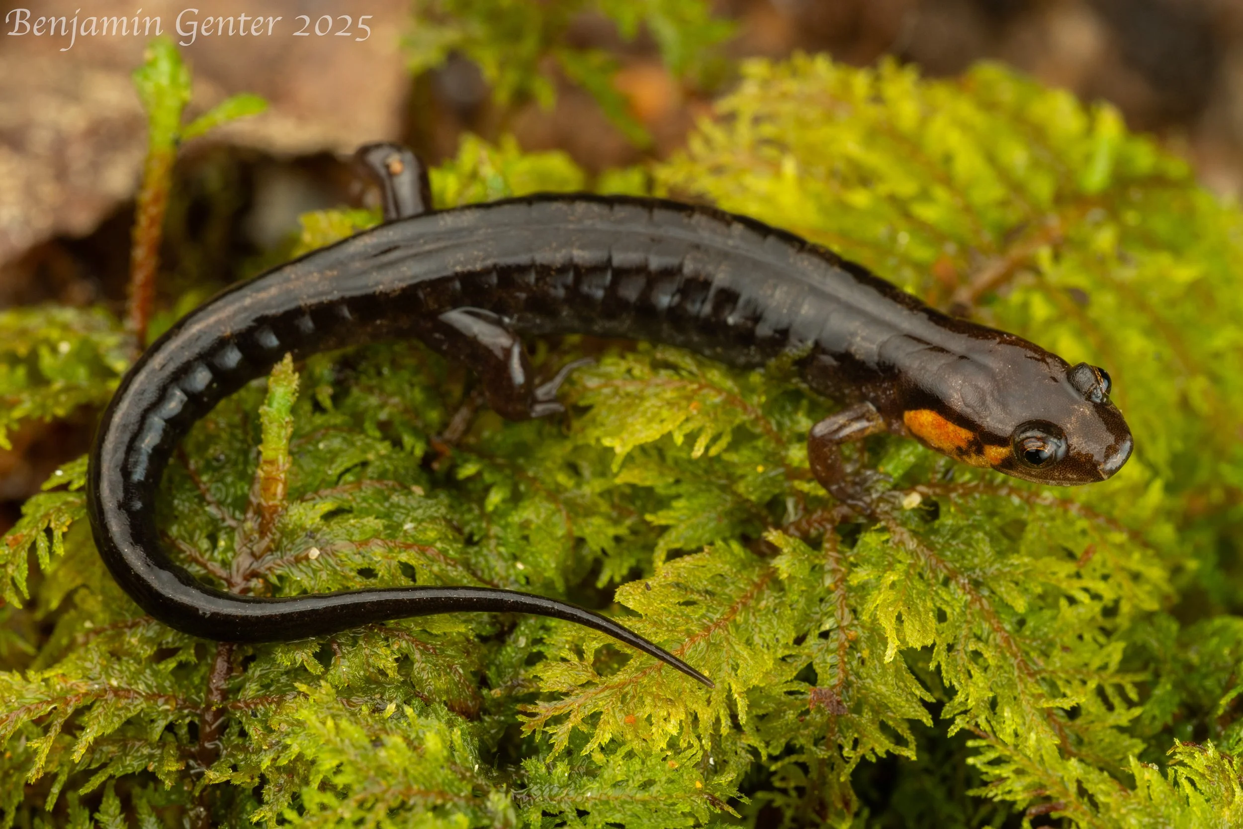 Imitator Salamander (Plethodon imitator)