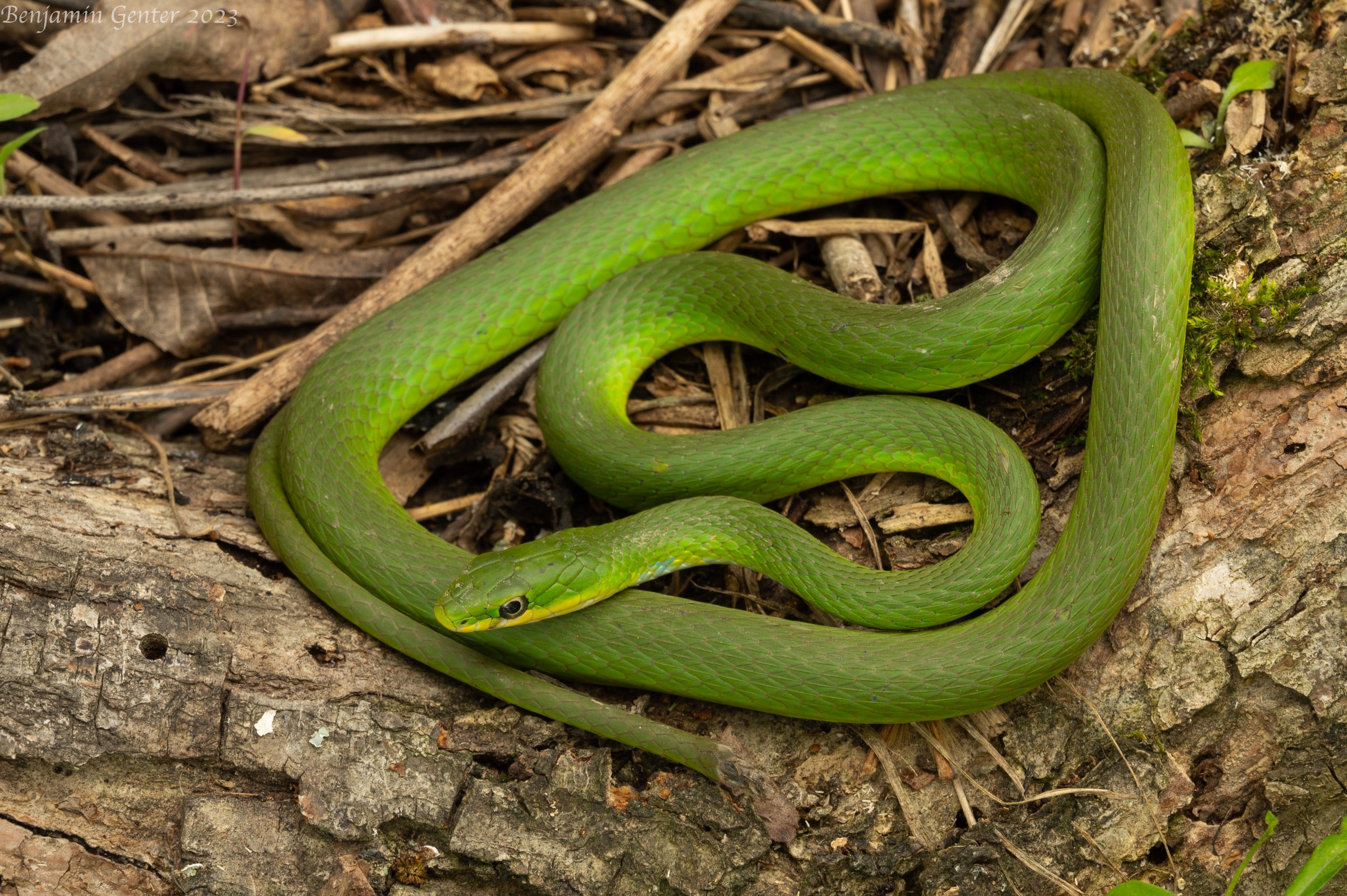 Rough Greensnake (Opheodrys aestivus)
