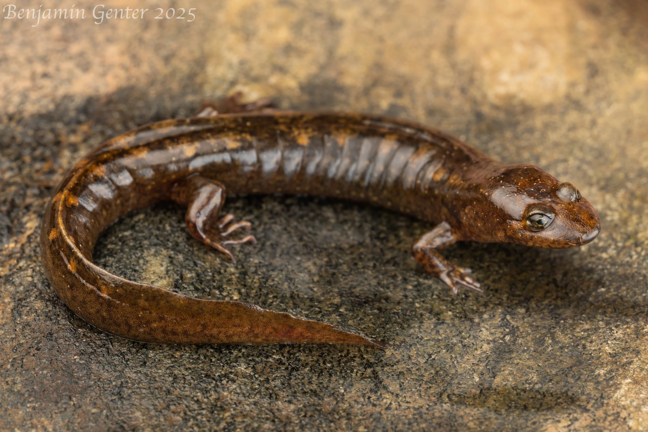 Central Shovel-nosed Salamander (Desmognathus intermedius)