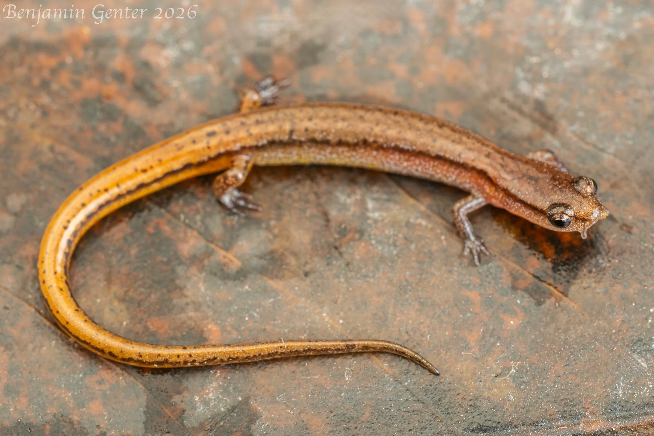 Hillis's Dwarf Salamander (Eurycea hillisi)