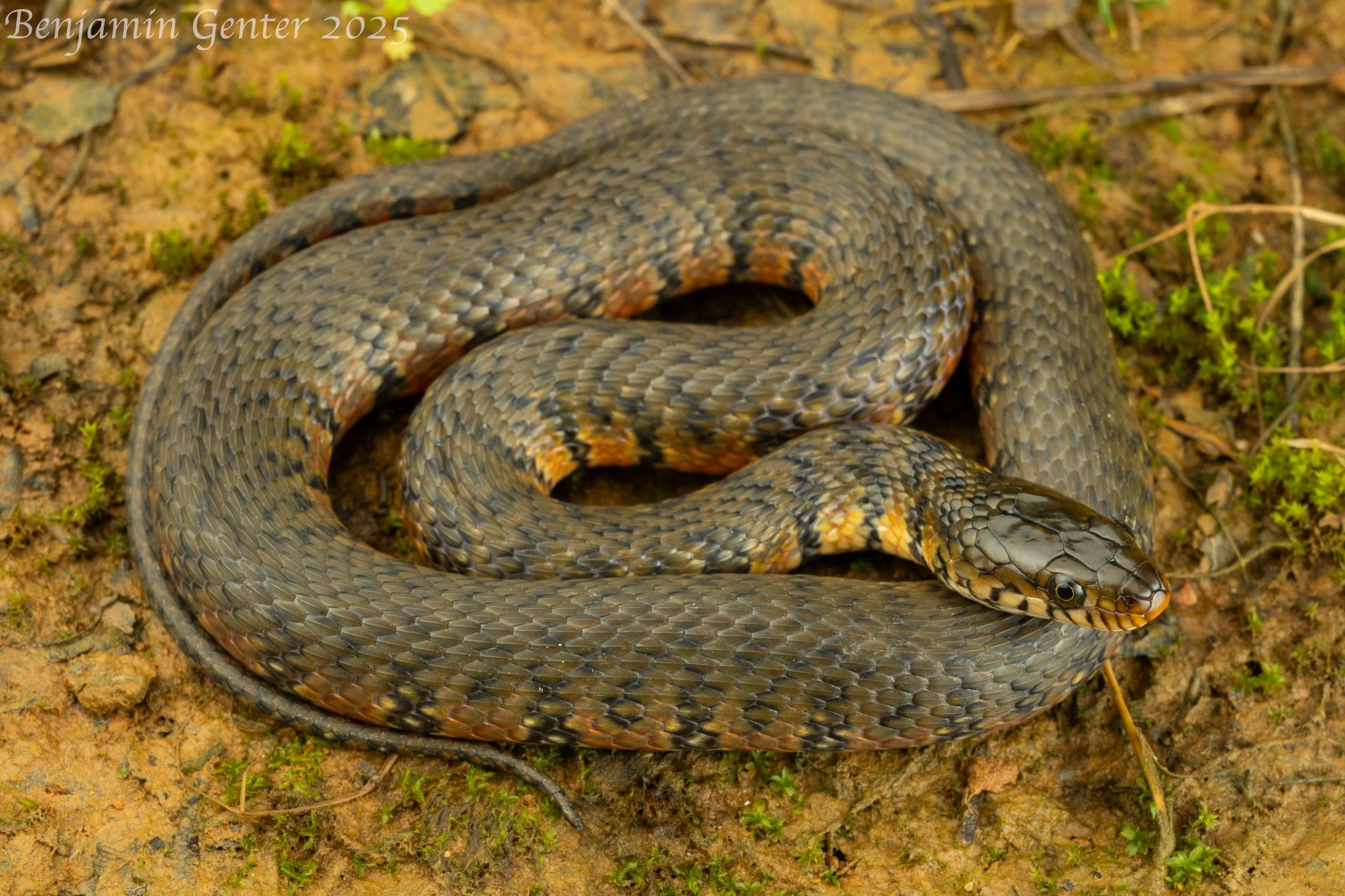 Ringed Watersnake (Trimerodytes annularis)
