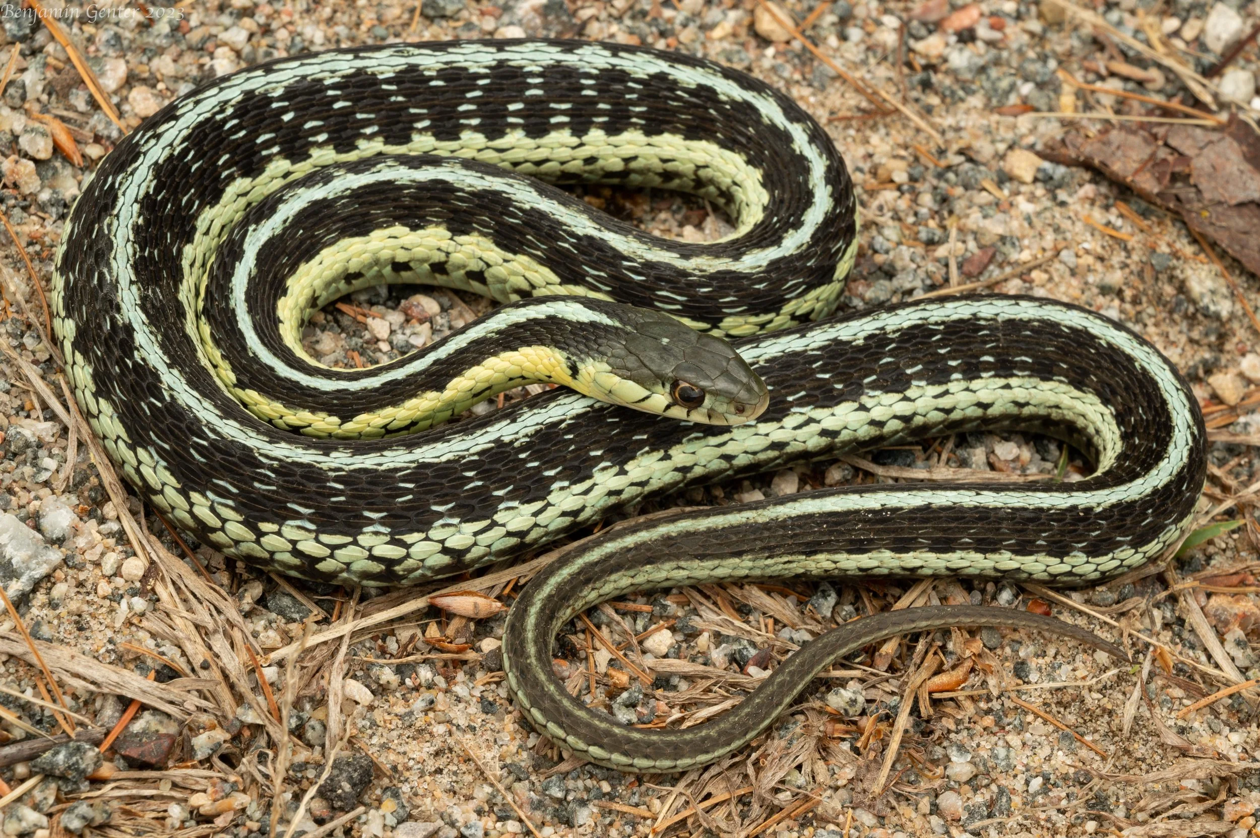 Eastern Gartersnake (Thamnophis sirtalis sirtalis)