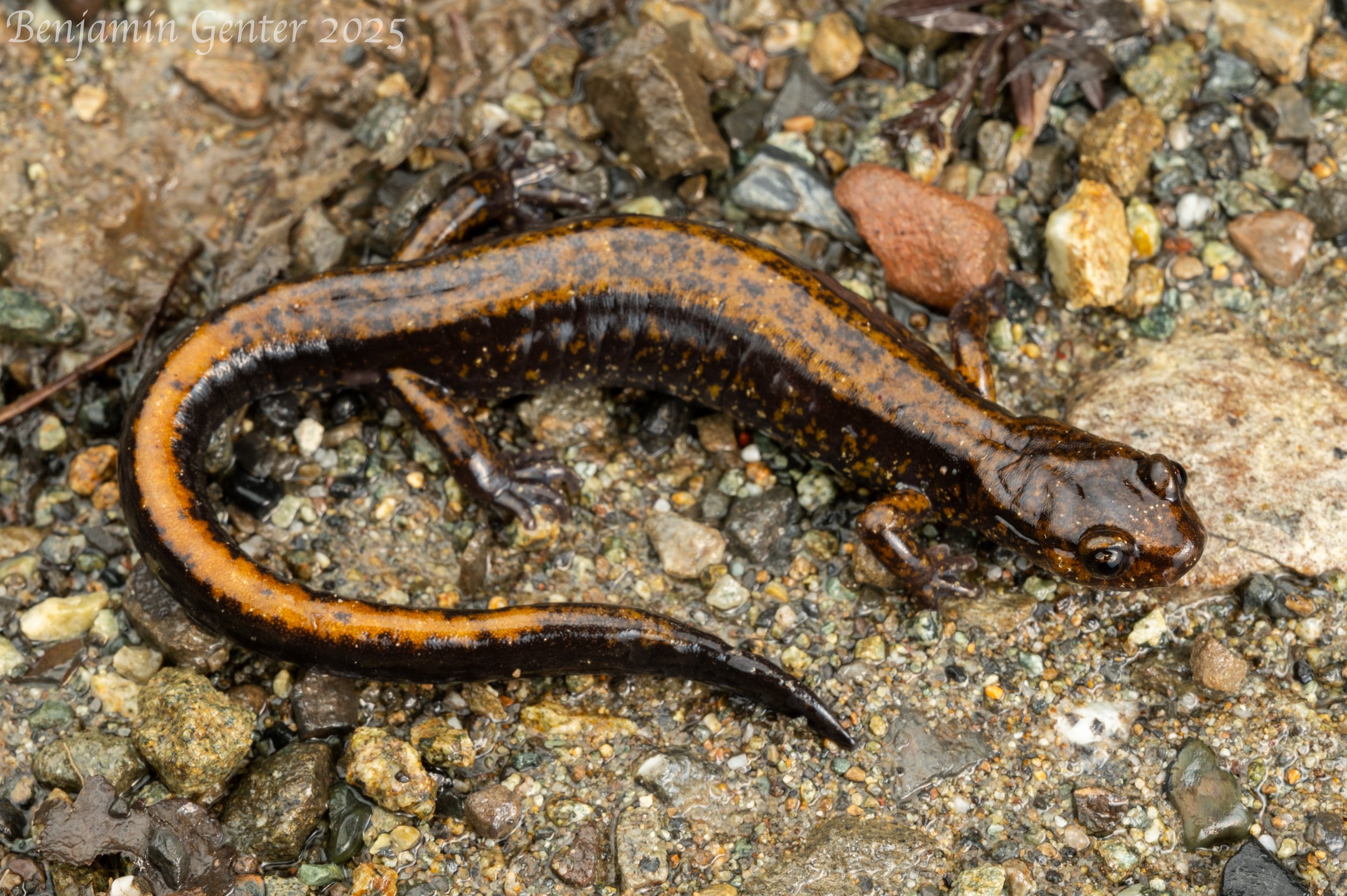 Dunn's Salamander (Plethodon dunni)