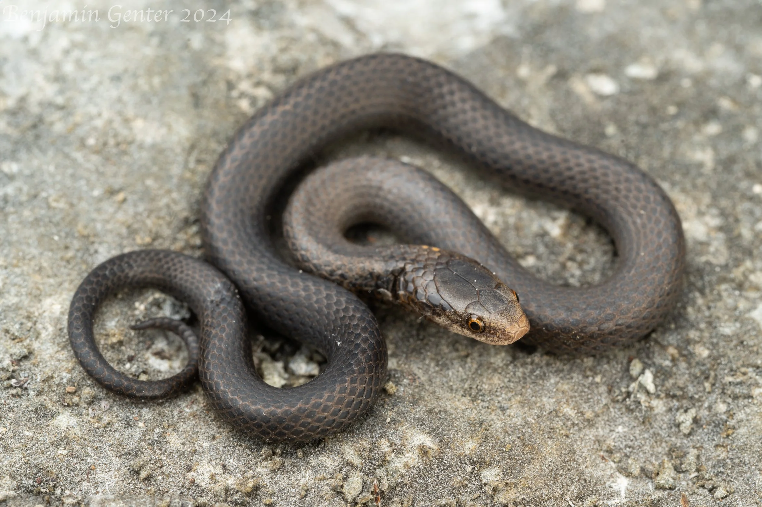 Key Ring-necked Snake (Diadophis punctatus acricus)