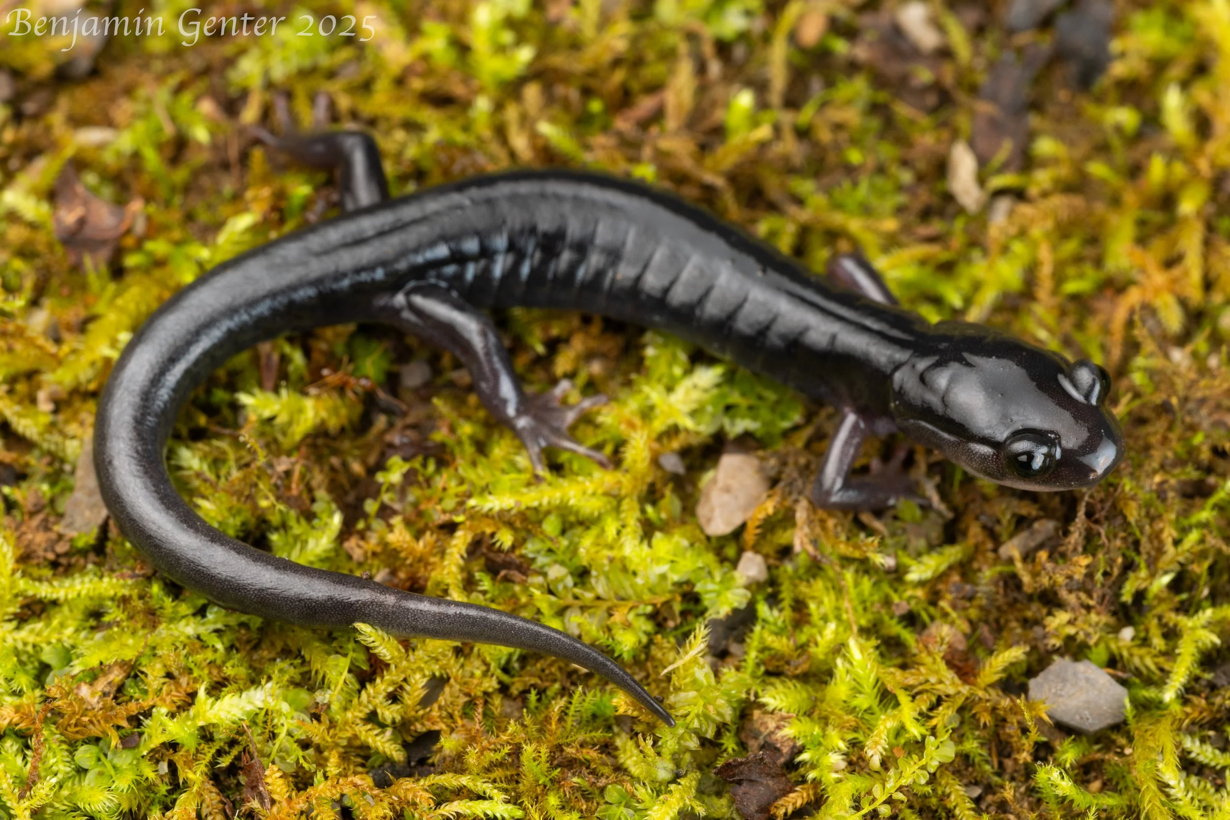Southern Grey-cheeked Salamander (Plethodon metcalfi)