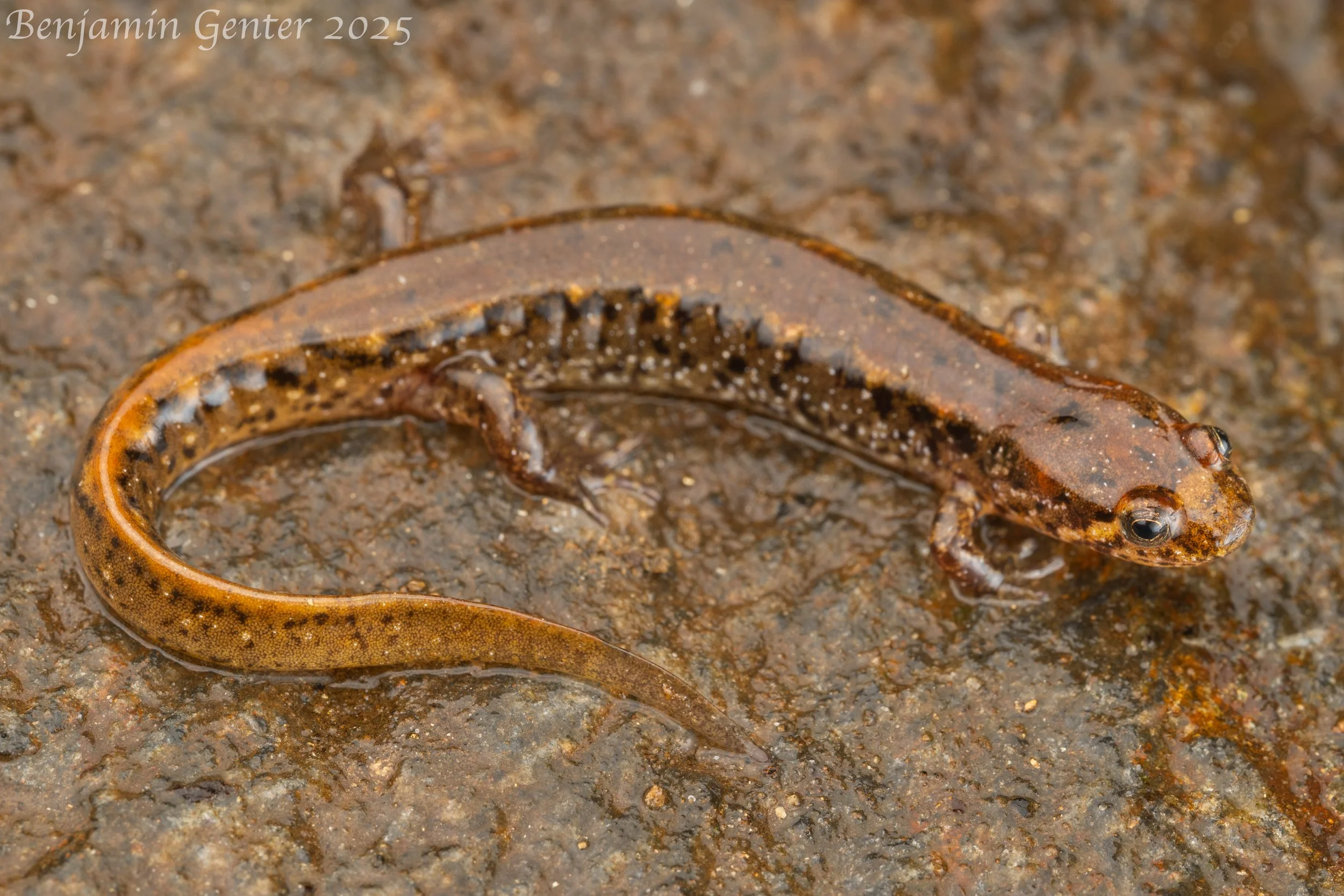 Flat-headed Dusky Salamander (Desmognathus planiceps)