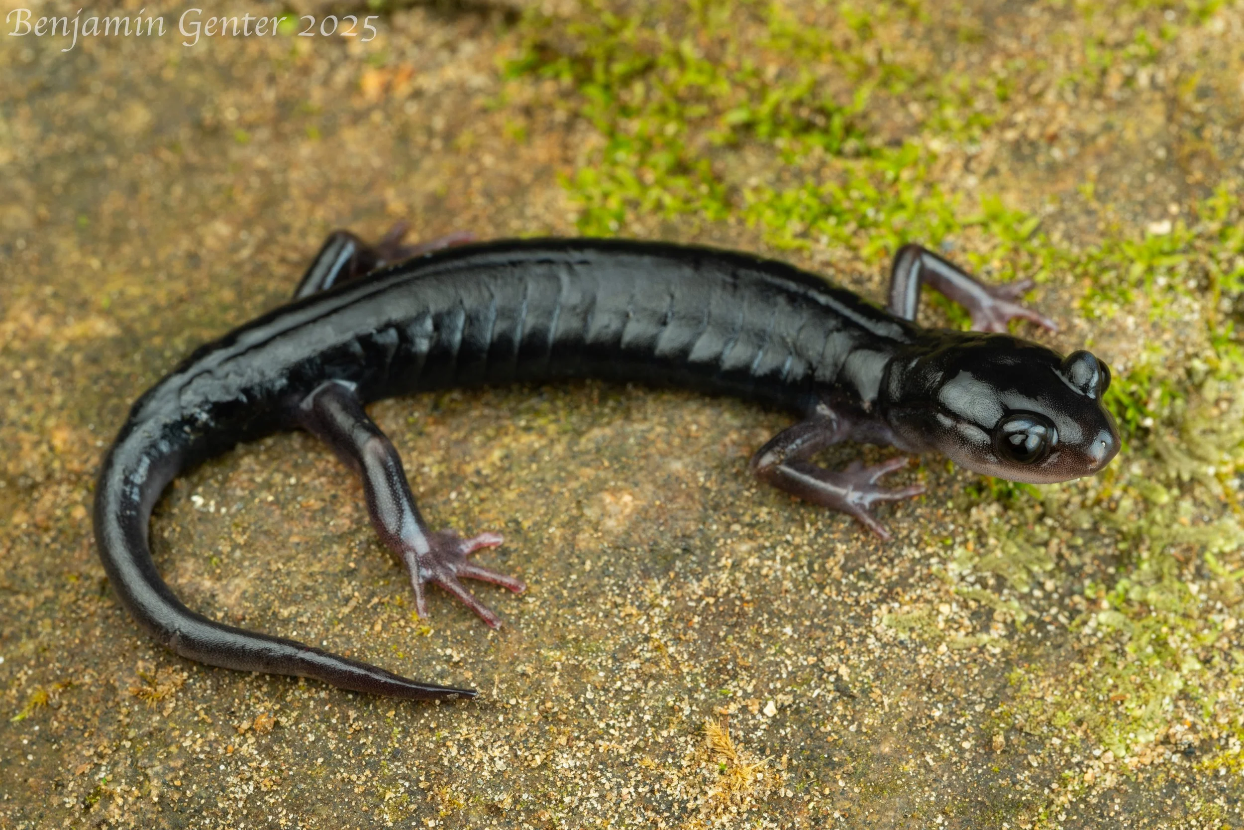 Blue Ridge Grey-cheeked Salamander (Plethodon amplus)