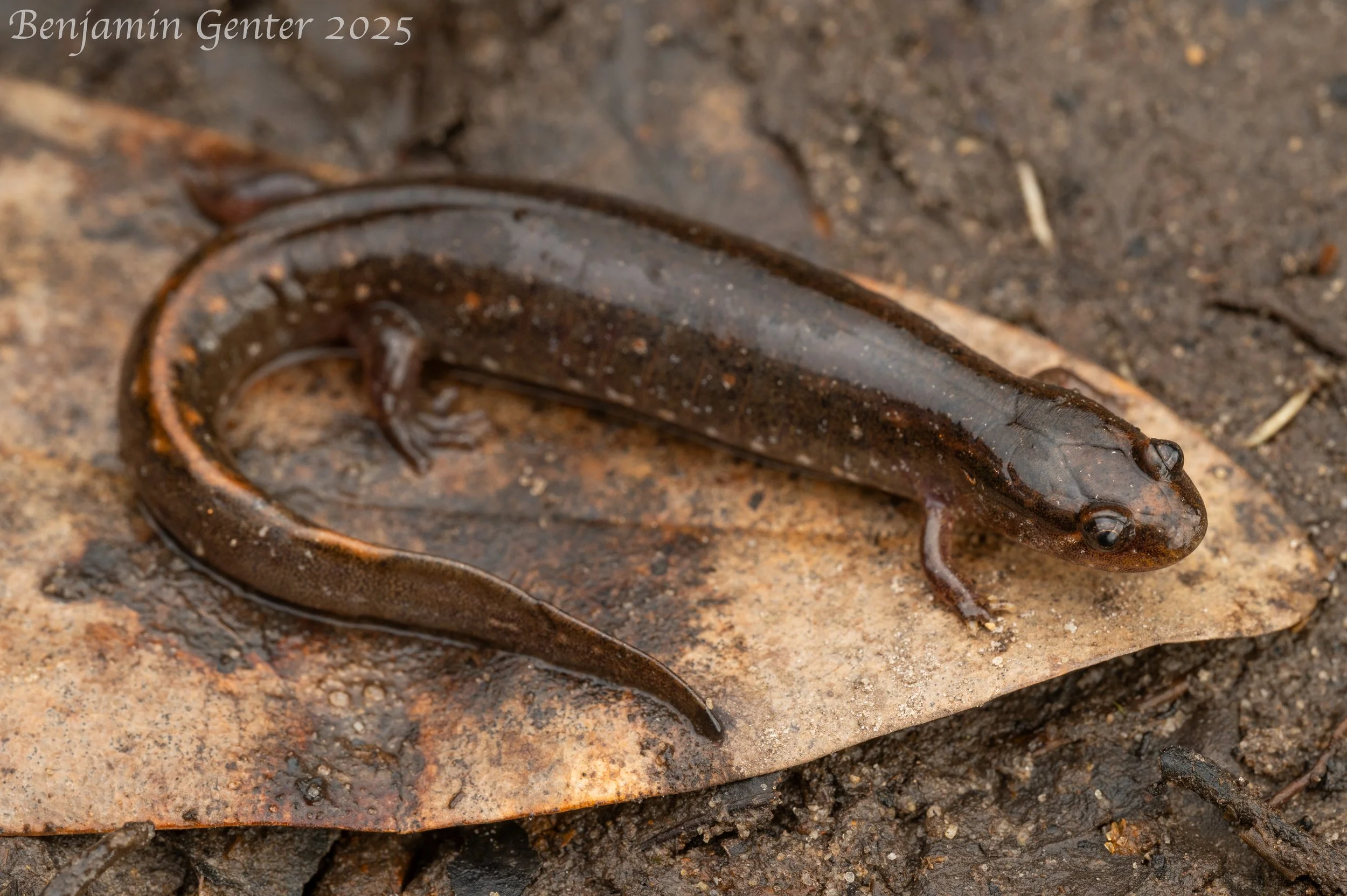 Valentine's Southern Dusky Salamander (Desmognathus valentinei)