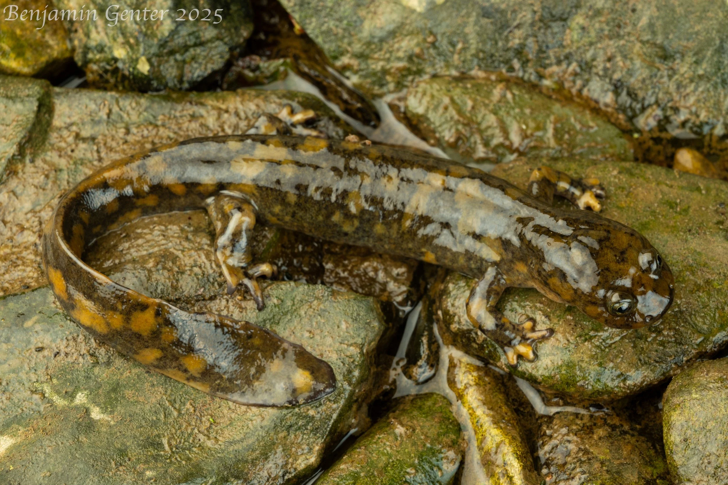 Wushan Salamander (Liua shihi)