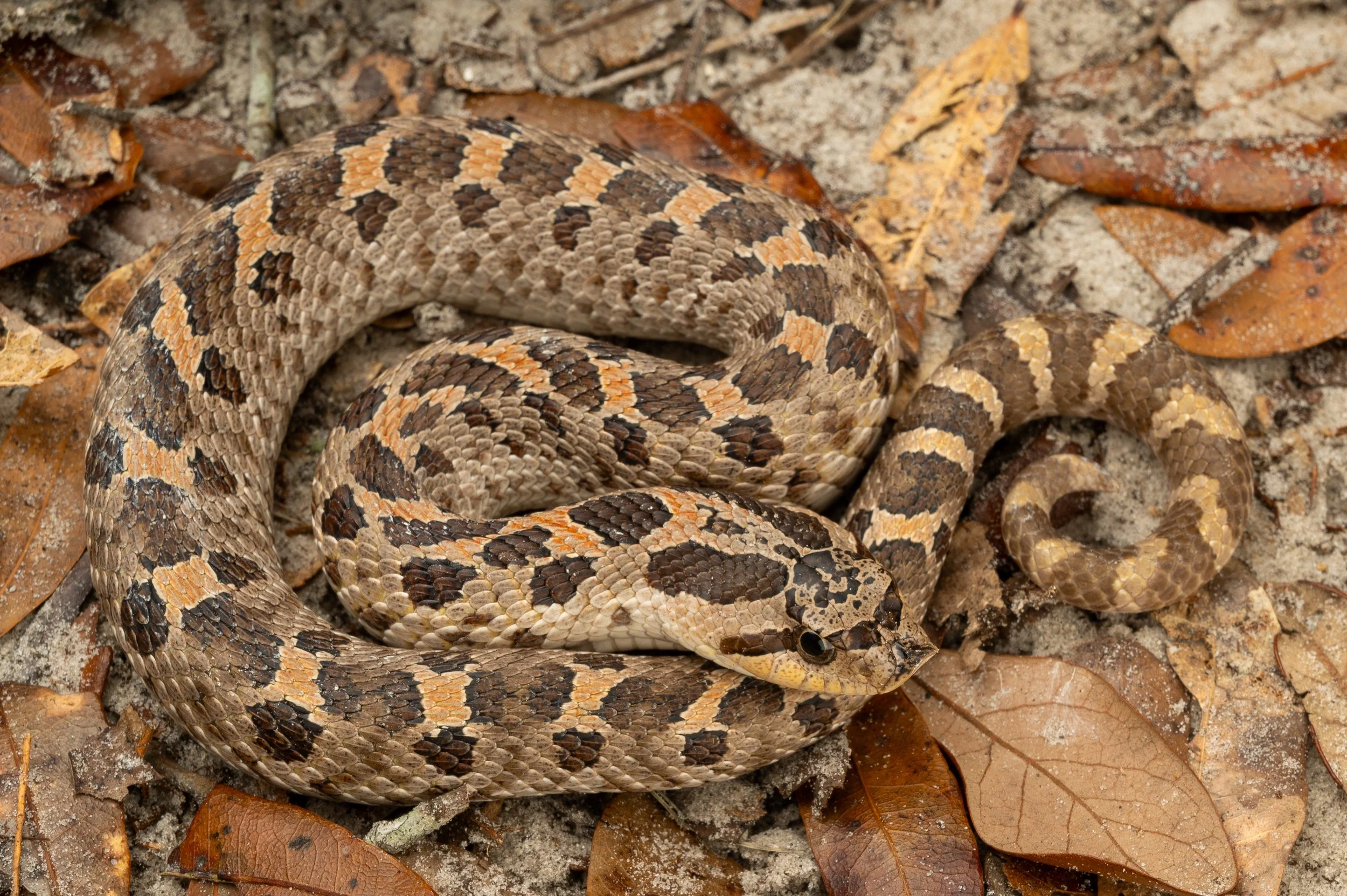 Southern Hog-nosed Snake (Heterodon simus)