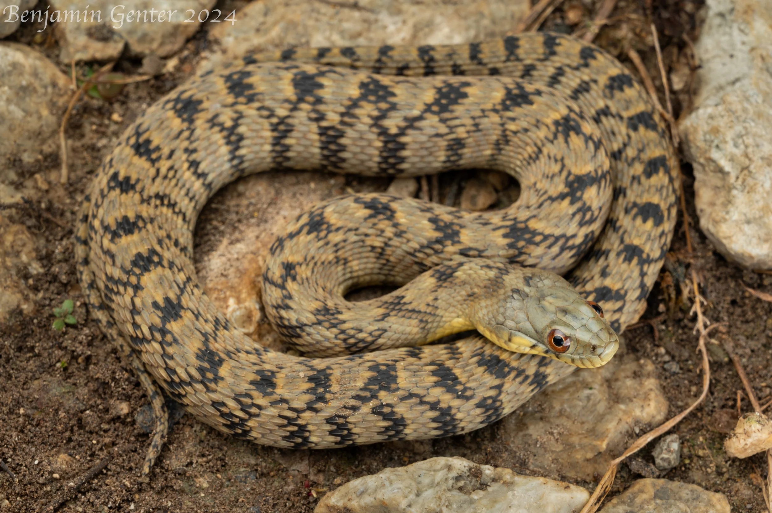 Diamond-backed Watersnake (Nerodia rhombifer)