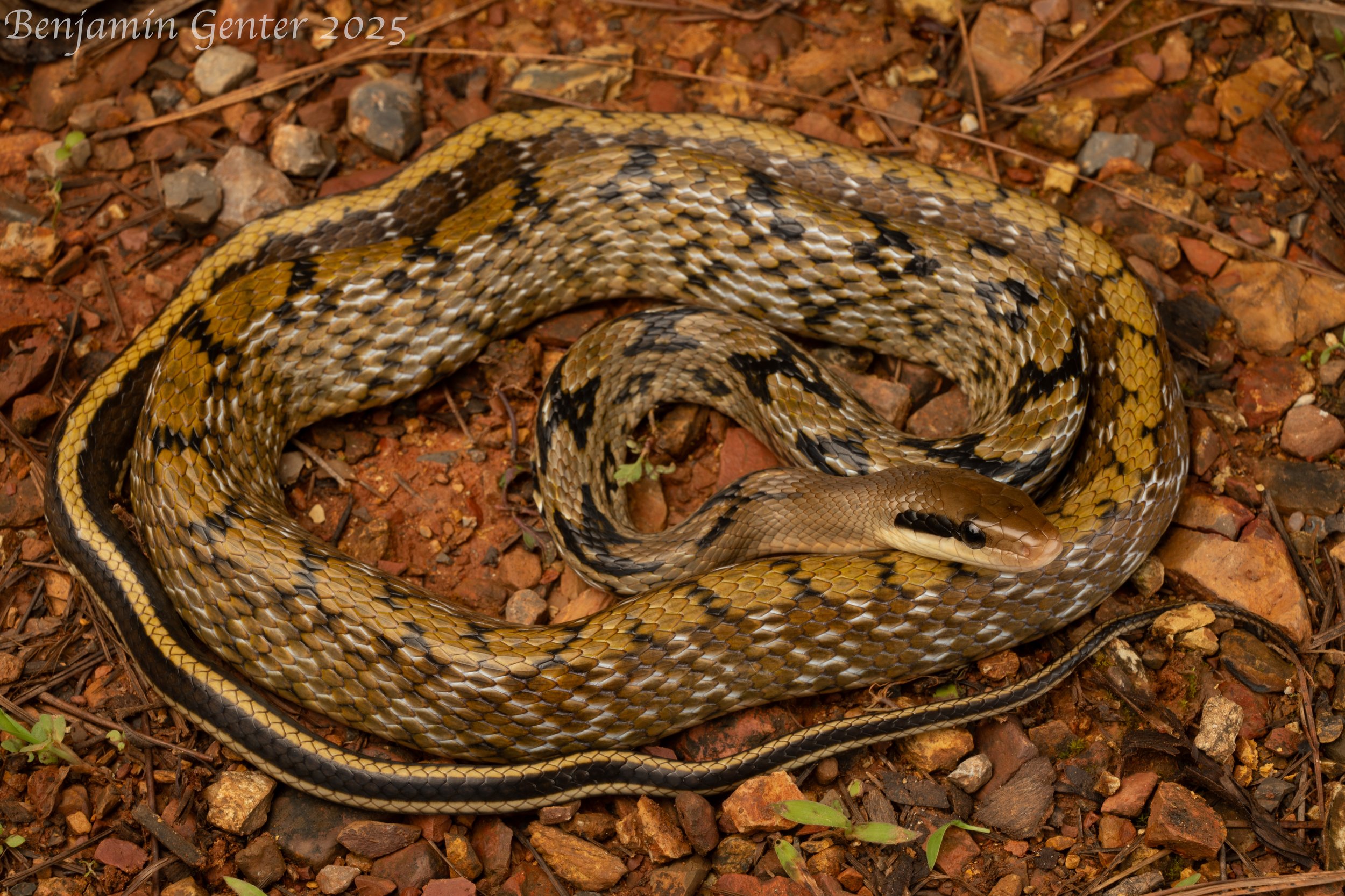 Chinese Beauty Snake (Elaphe taeniura)