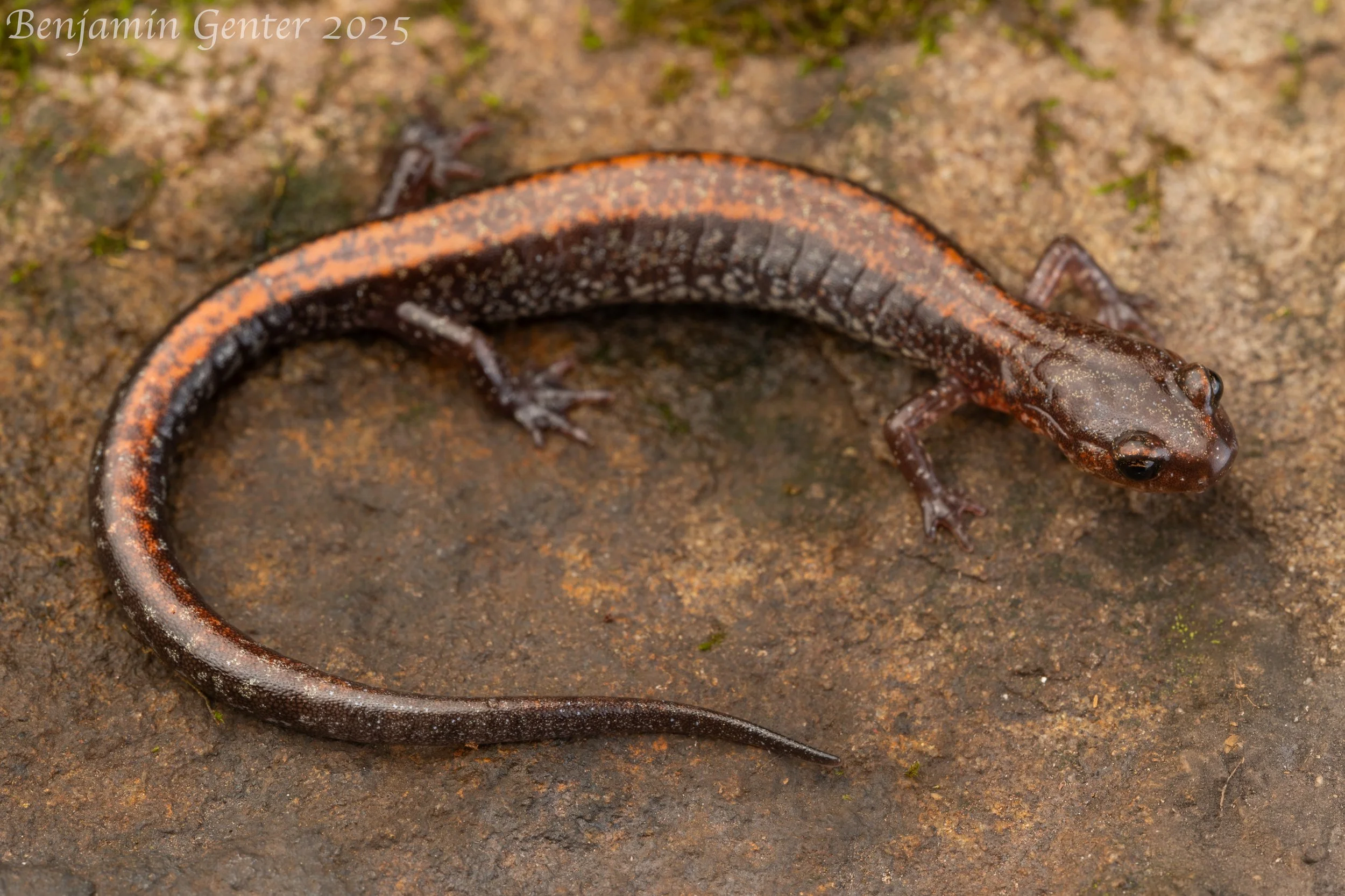Big Levels Salamander (Plethdon sherando)