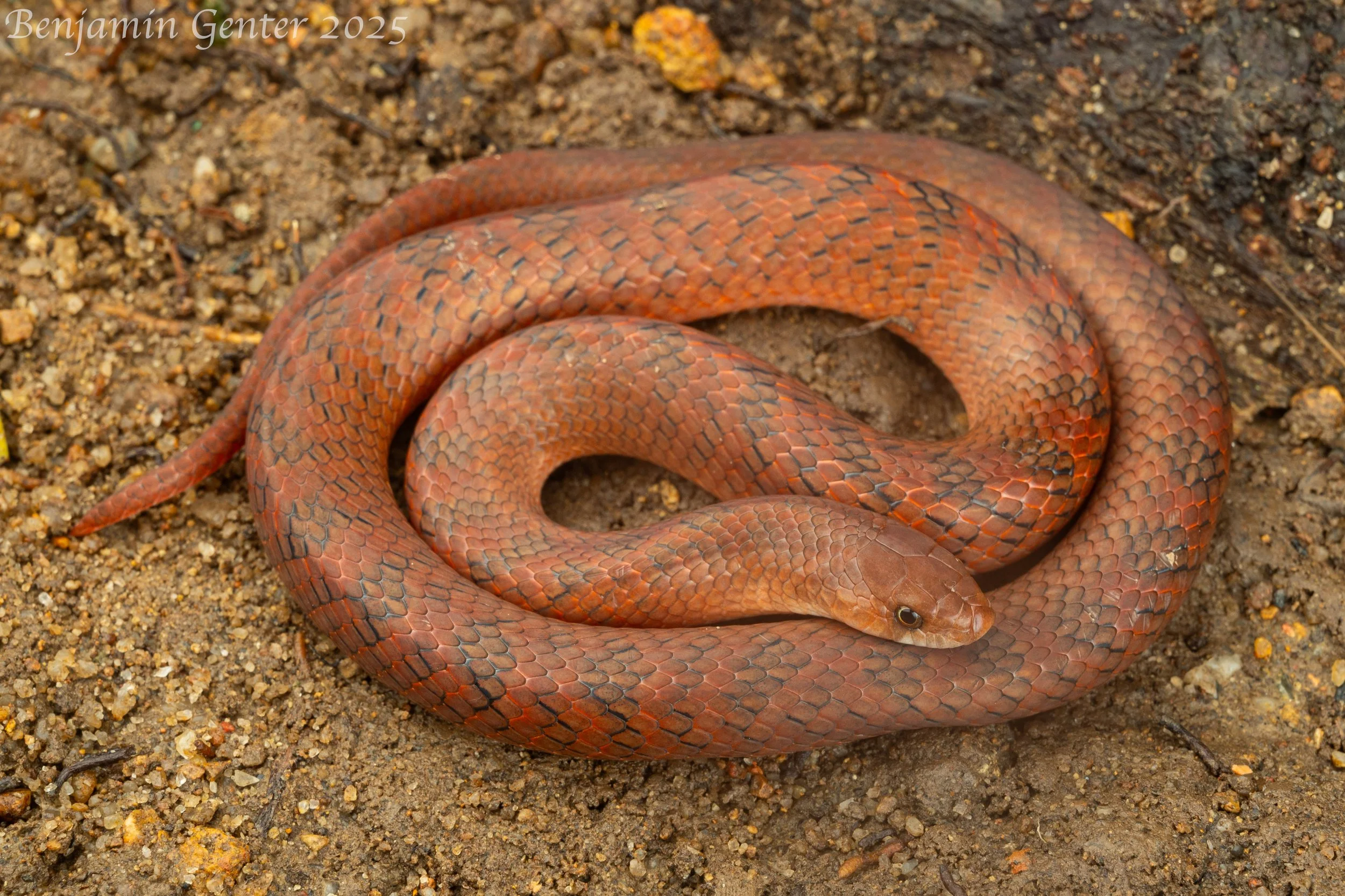 Golden Kukri Snake (Oligodon cinereus)