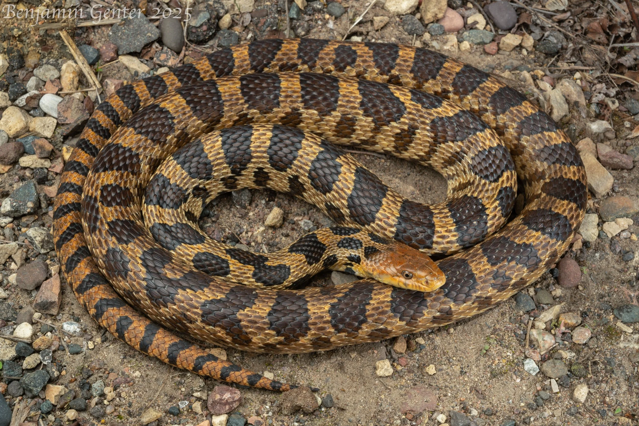 Western Foxsnake (Pantherophis ramspotti)