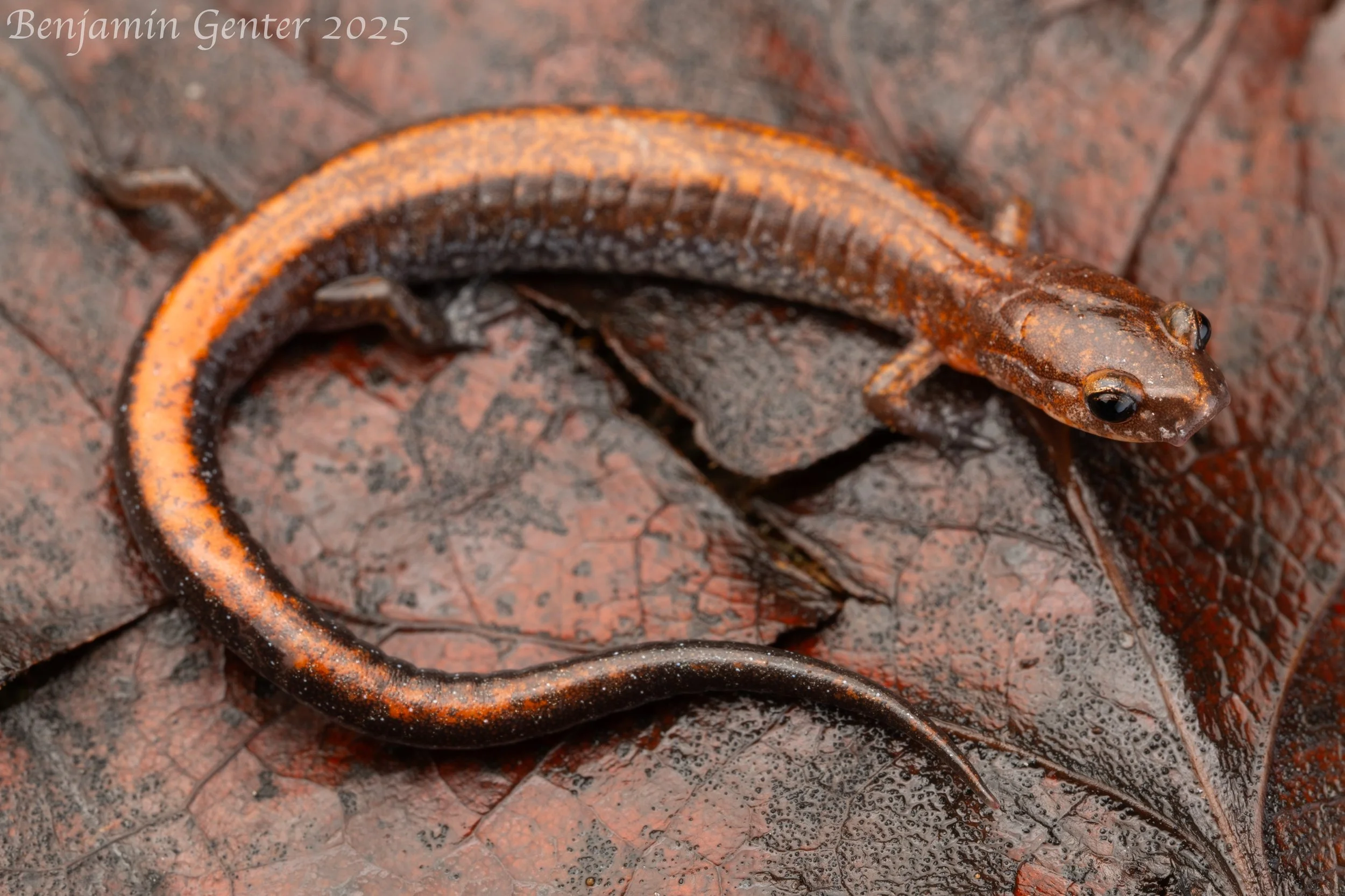 Southern Red-backed Salamander (Plethodon serratus)