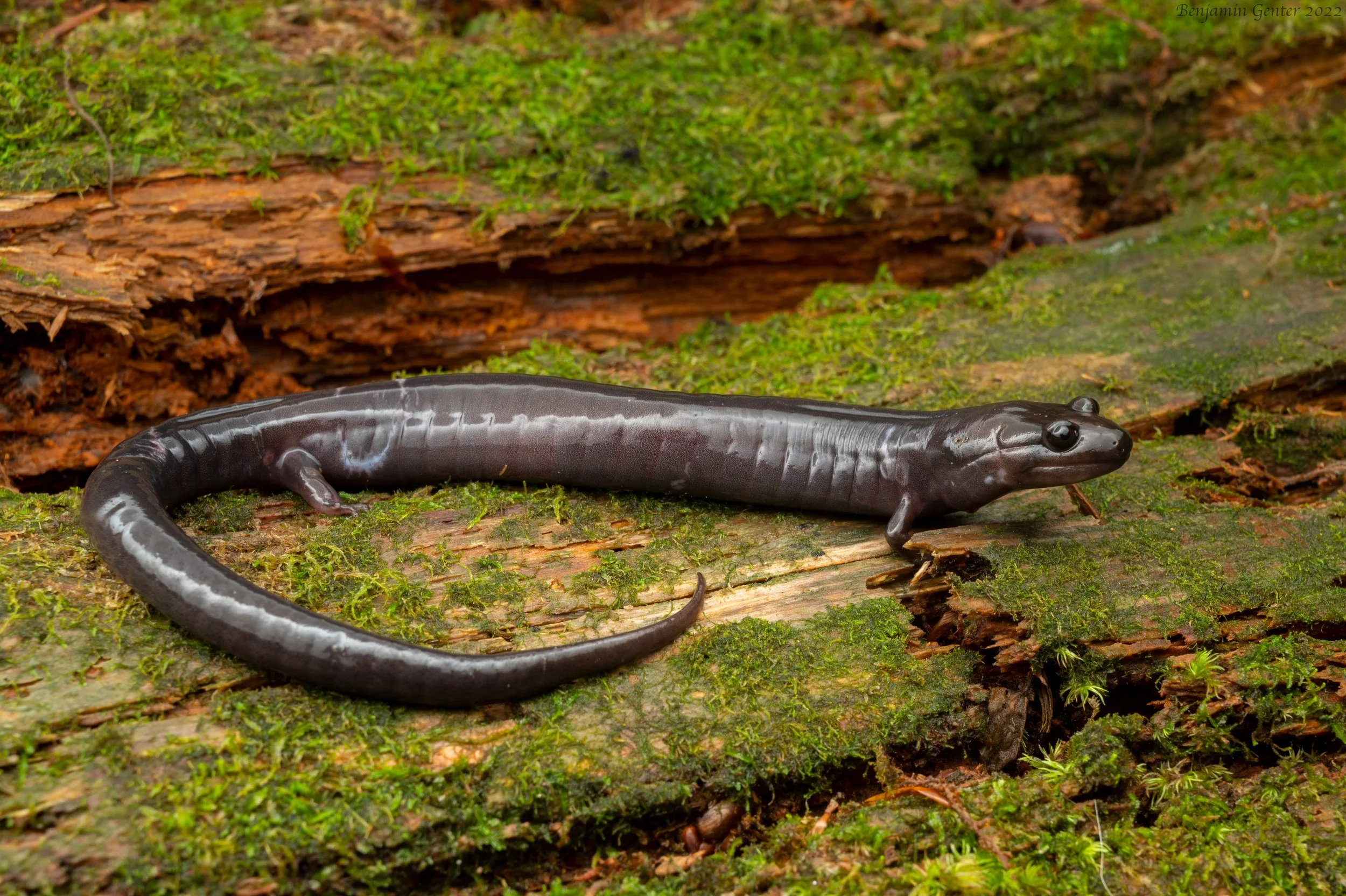 Red Hills Salamander (Phaeognathus hubrichti)