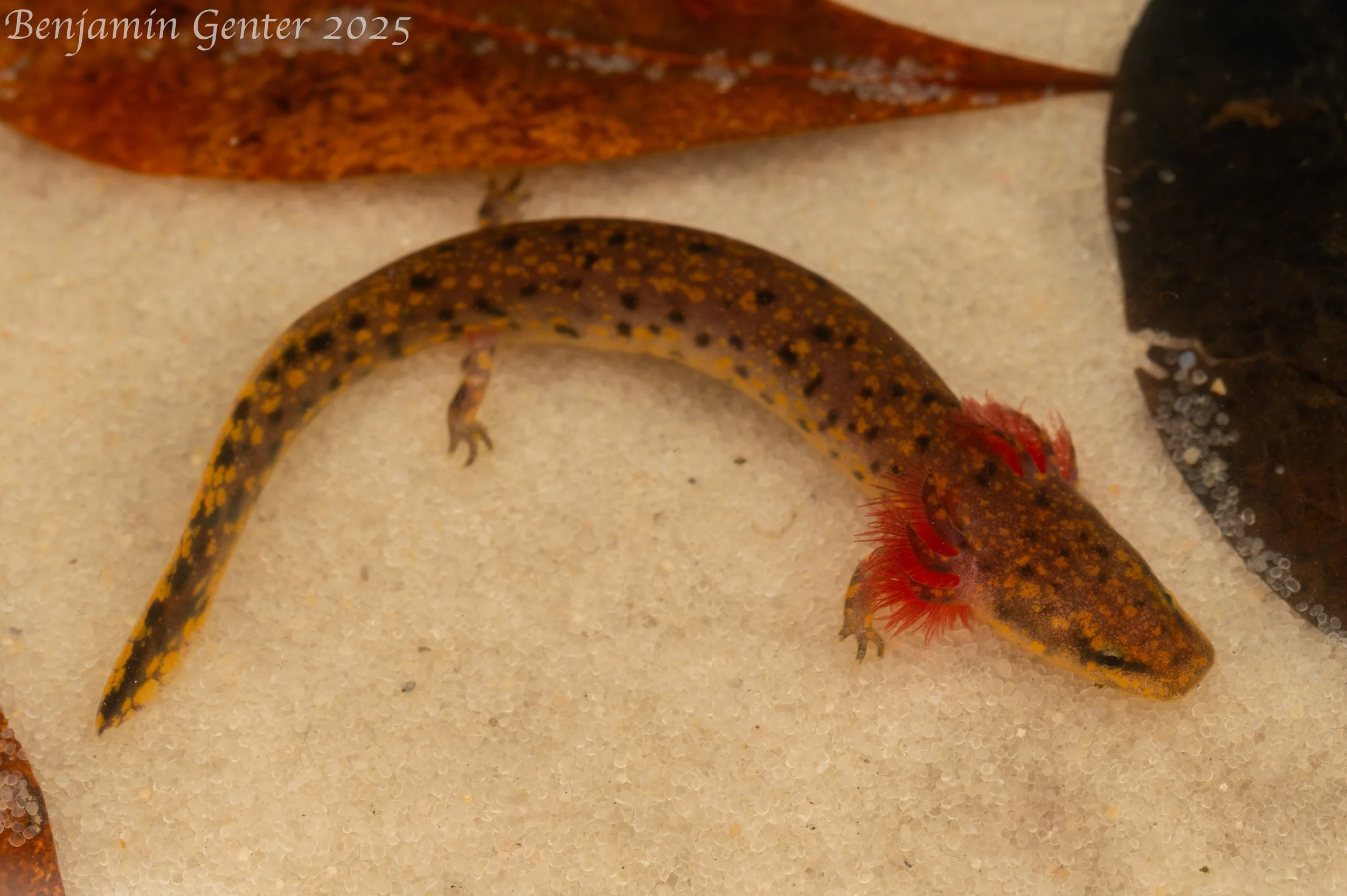 Gulf Coast Waterdog (Necturus beyeri)