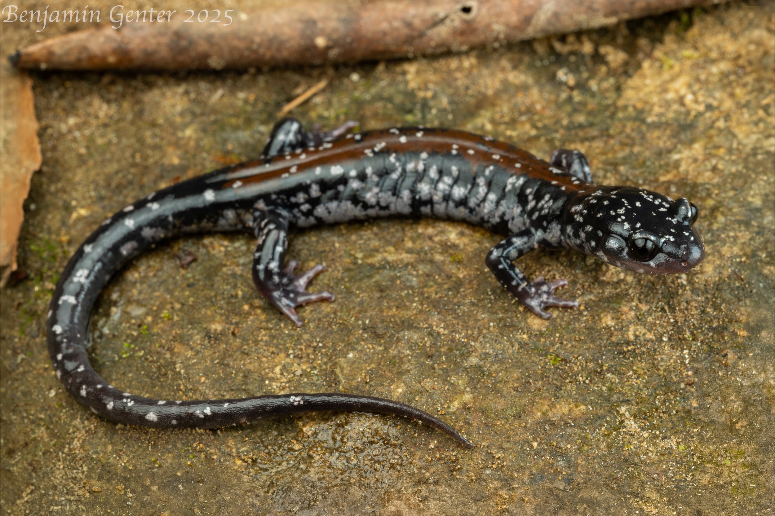 "Bat Cave" Yonahlossee Salamander (Plethodon yonahlossee "longicrus")