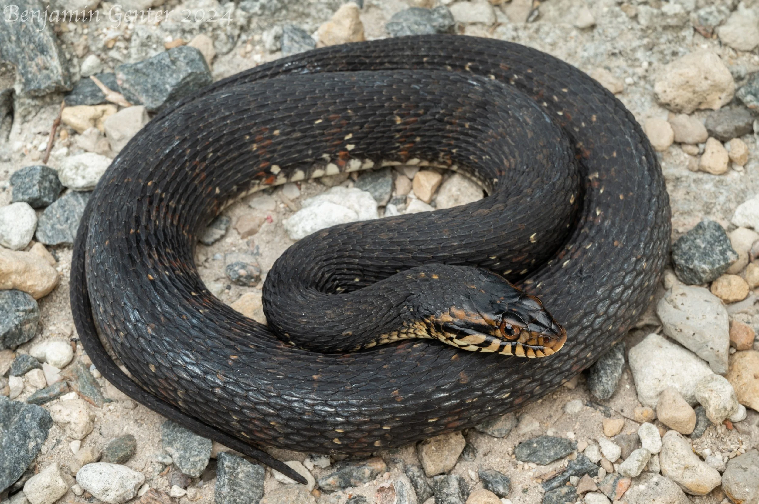 Banded Watersnake (Nerodia fasciata)