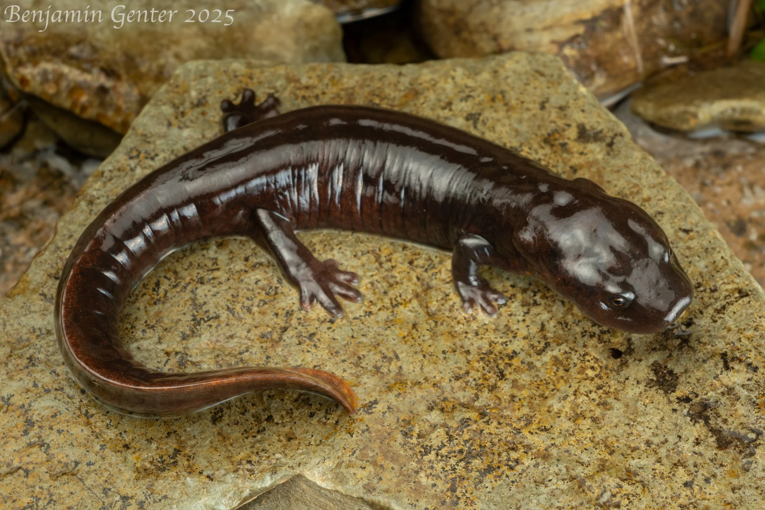 Yaoshan Stout Newt (Pachytriton inexpectatus)
