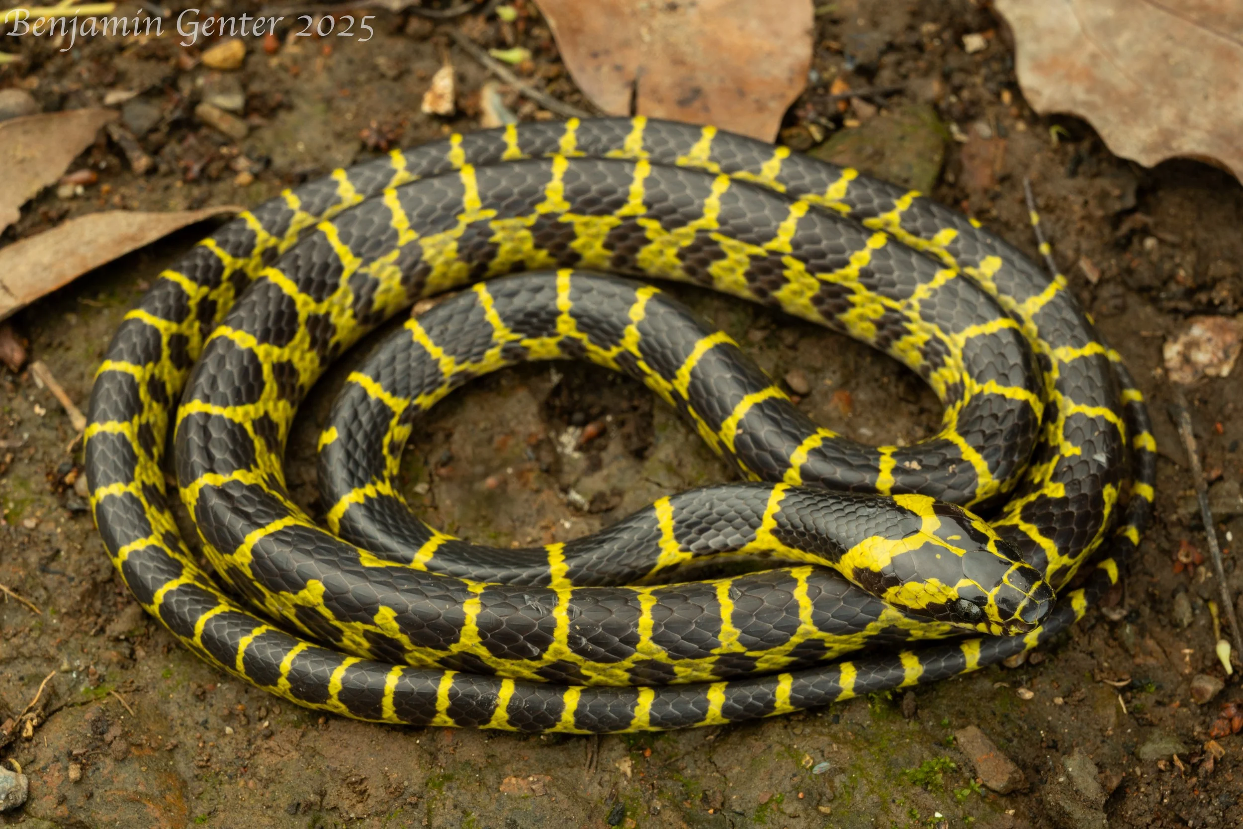 Yellow-banded Wolf Snake (Lycodon flavozonatus)