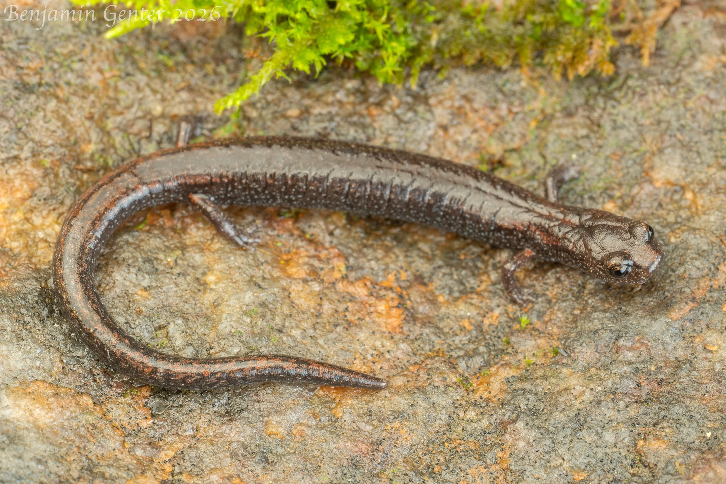 Kings River Slender Salamander (Batrachoseps regius)
