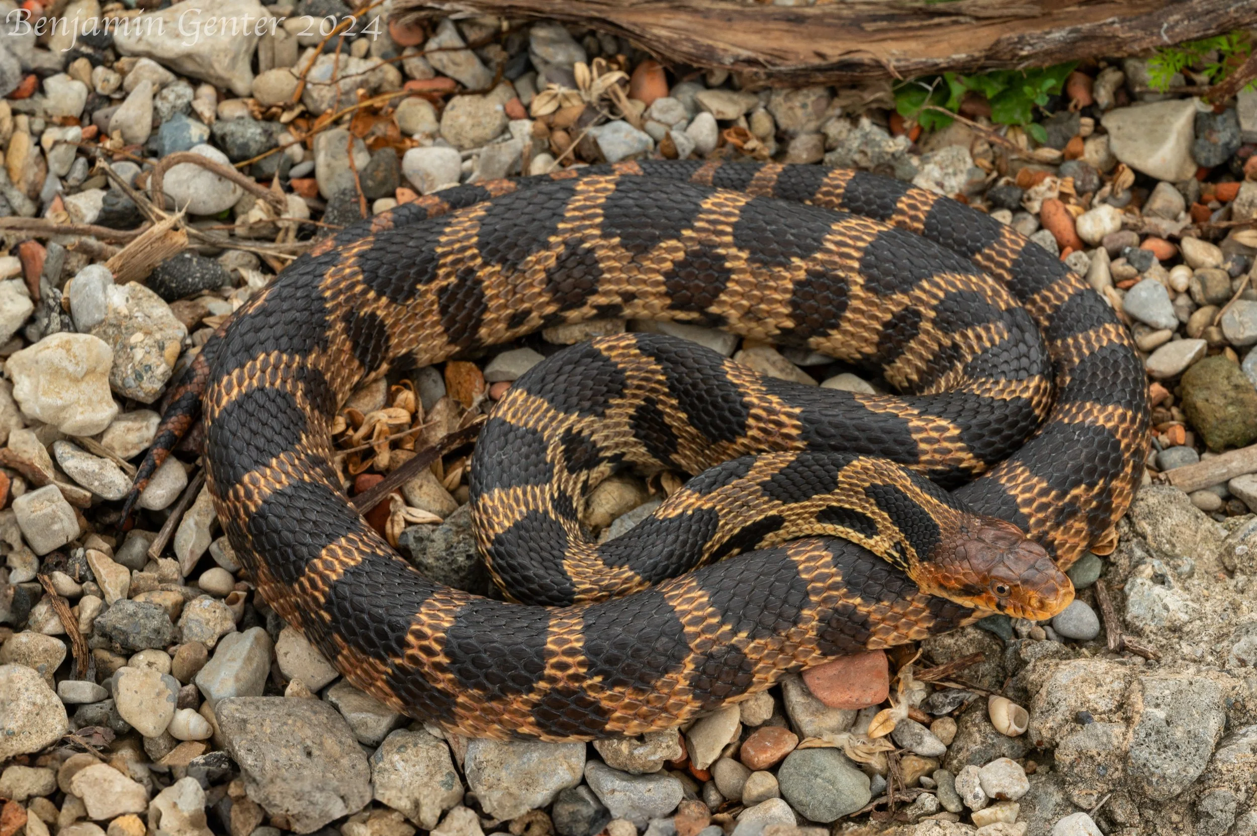 Eastern Fox Snake (Pantherophis vulpinus)