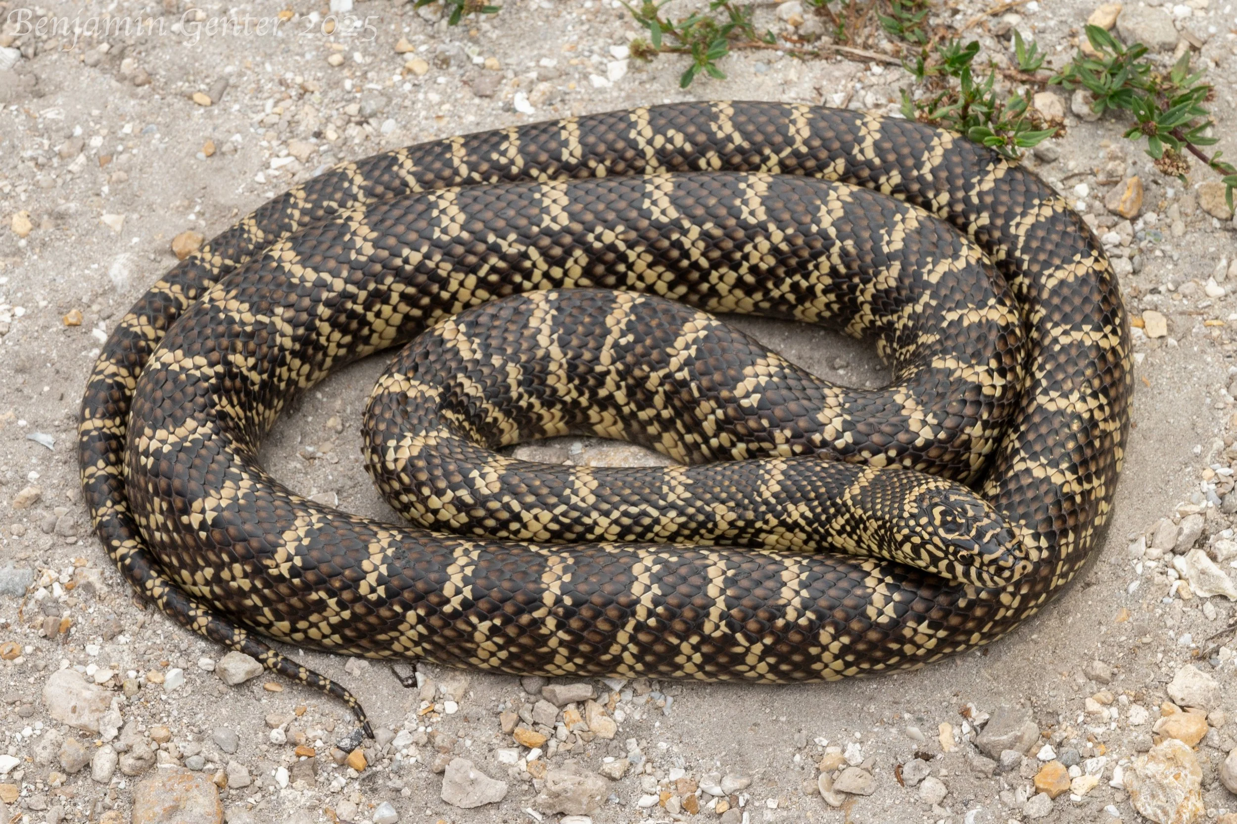 "Florida" Kingsnake (Lampropeltis getula)