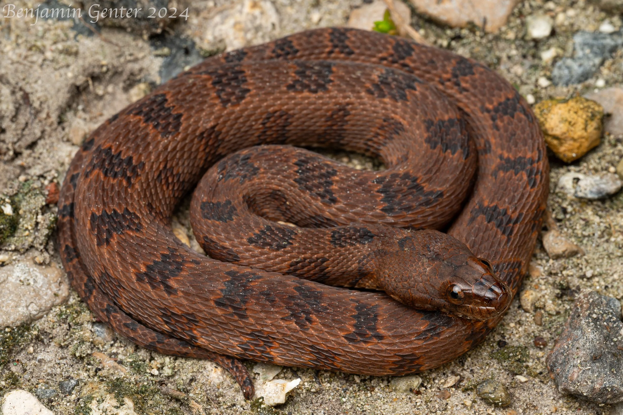 Brown Watersnake (Nerodia taxispilota)