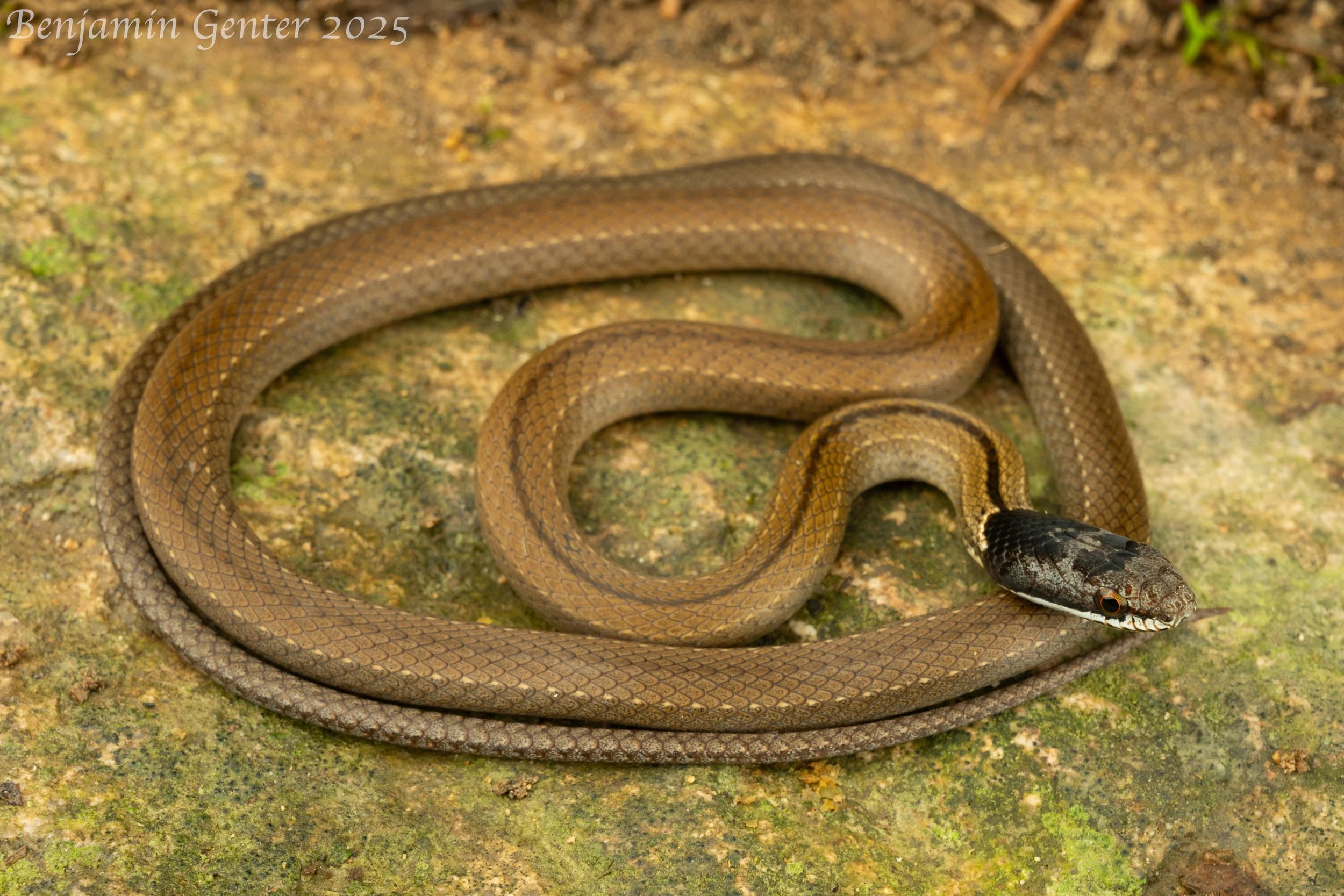Chinese Many-toothed Snake (Sibynophis chinensis)