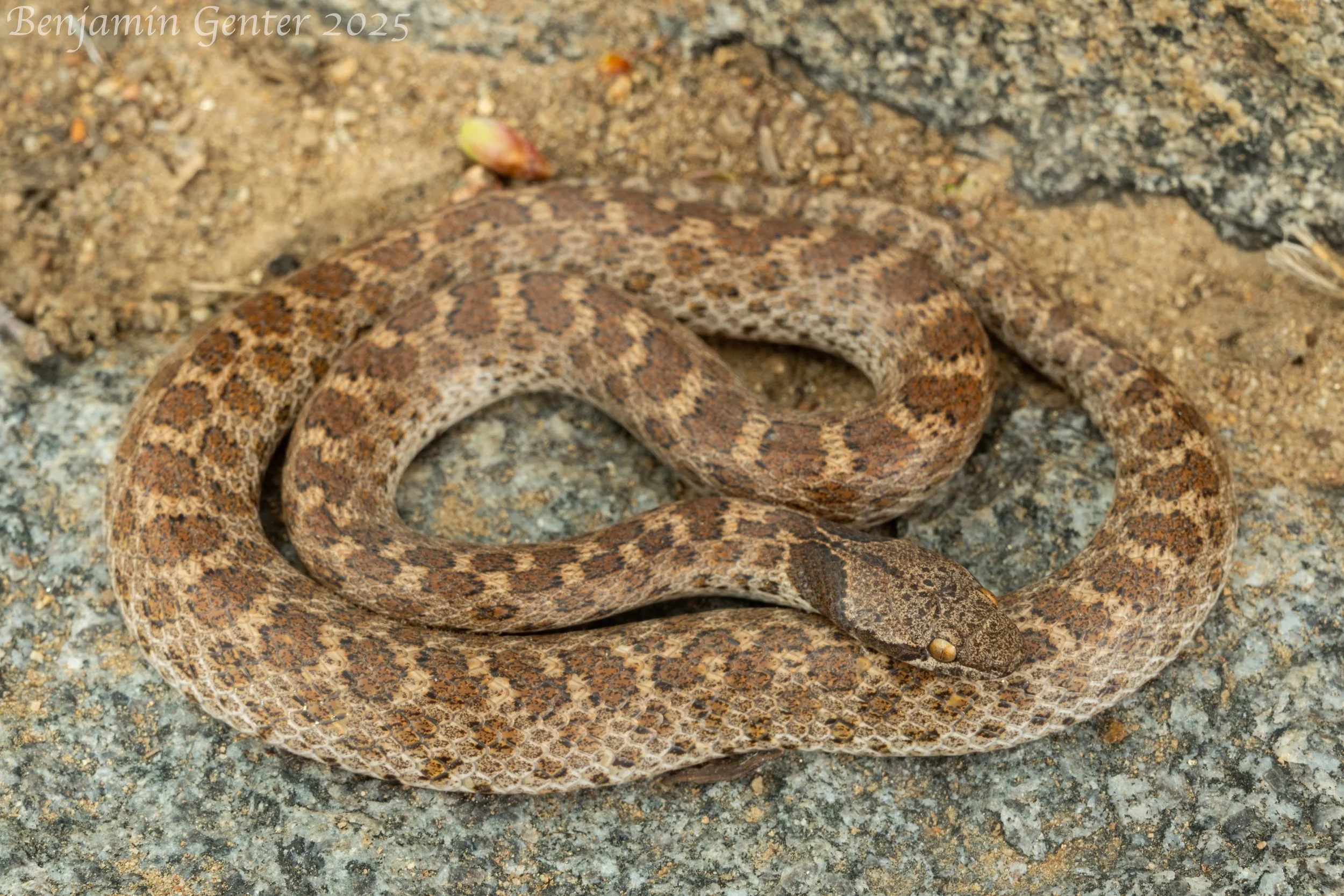 San Diego Nightsnake (Hypsiglena ochrorhyncha klauberi)