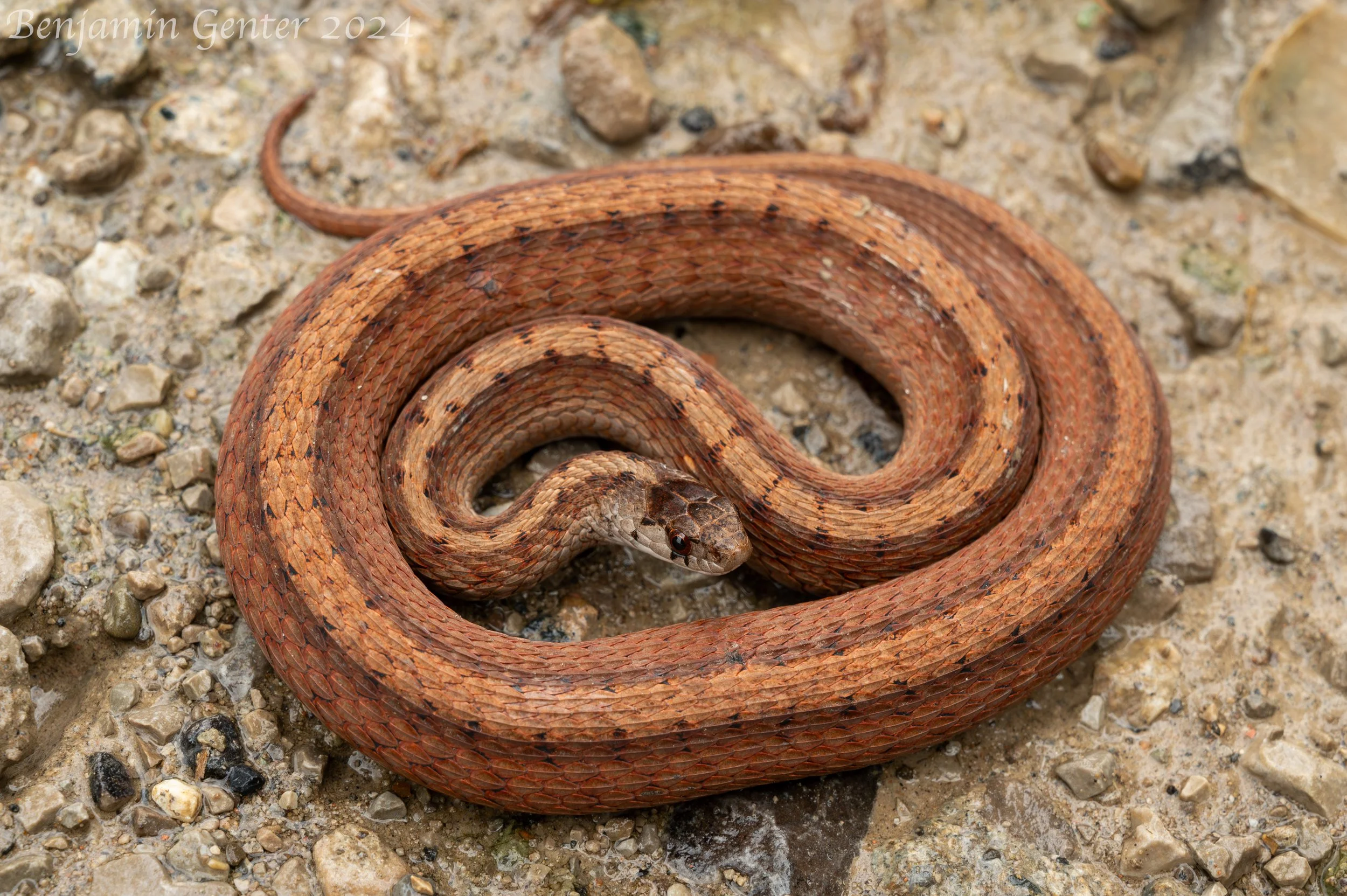 Dekay's Brownsnake (Storeria dekayi)