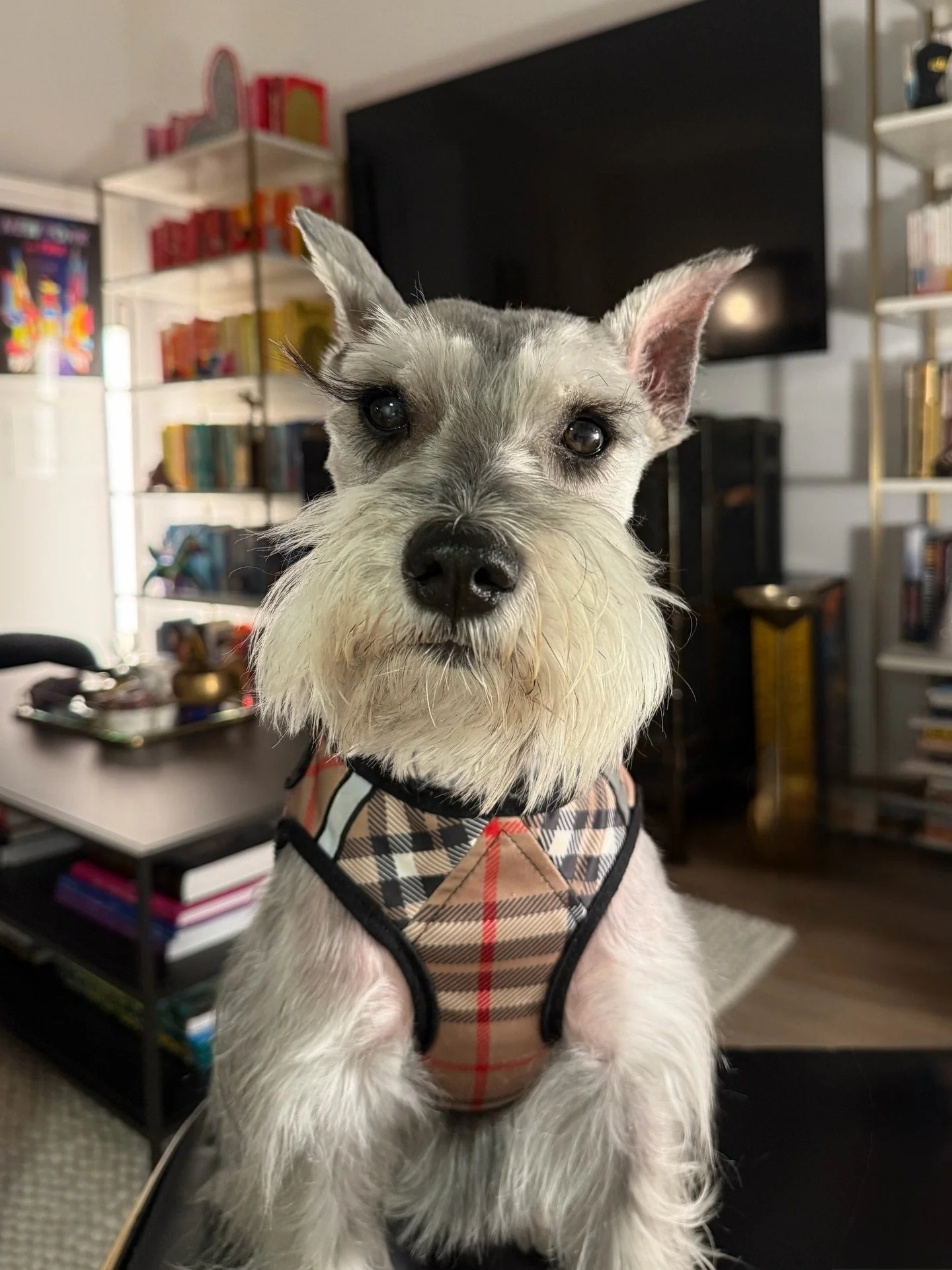 My sweet @matiasnyc turns 6 years old today. 🐾 He&rsquo;s just as sassy and sweet as ever. Here&rsquo;s to another year of begging for dog treats from baristas, running free on Fire Island, early morning snuggles, and people watching.