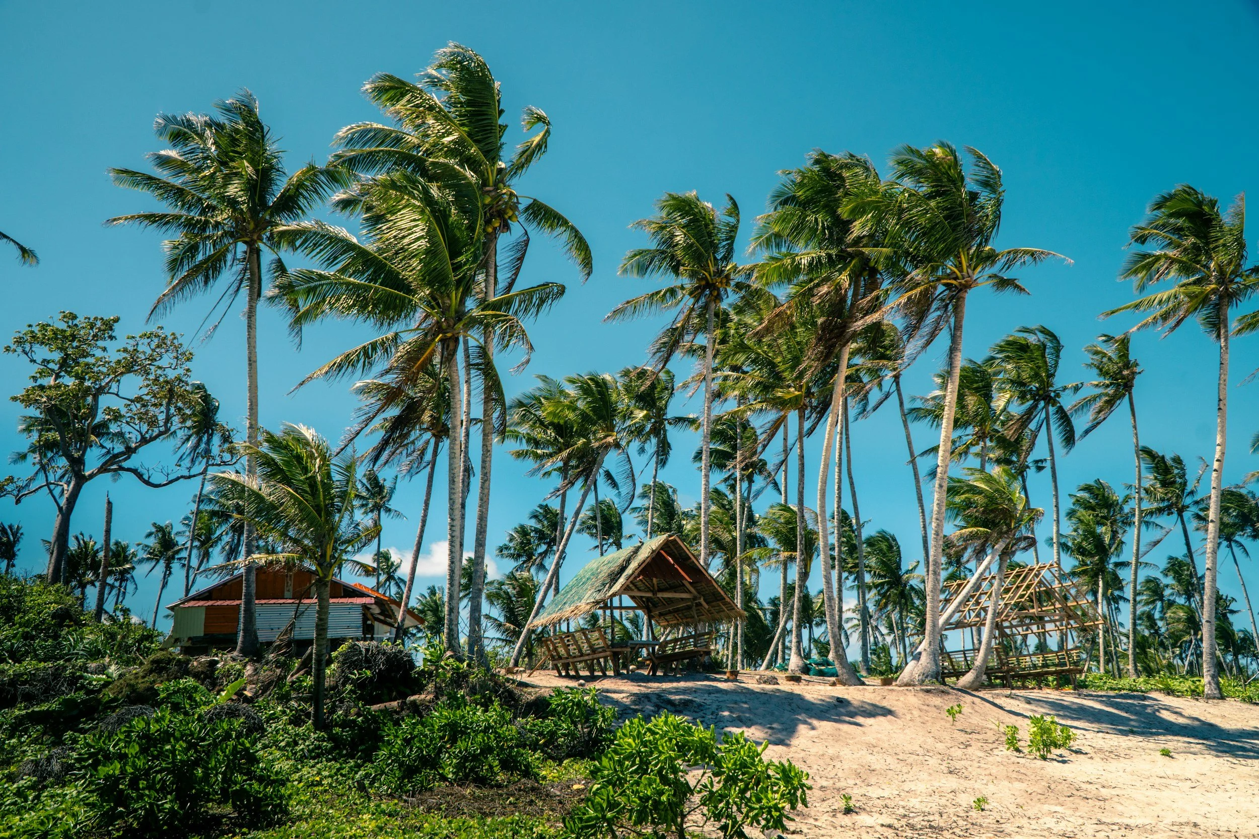 A sandy beach in Siargao during the dry season, featuring several tall coconut palm trees swaying in the wind under a clear blue sky, with a small native hut and lush green bushes in the foreground.