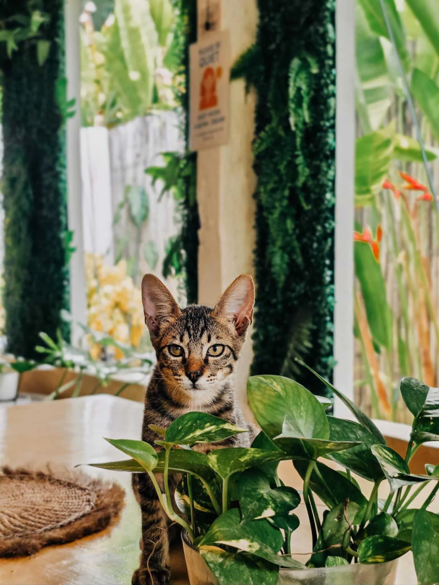 Surf and Chill Siargao chill space with a tabby cat beside indoor plants in a tropical common area with natural light and greenery