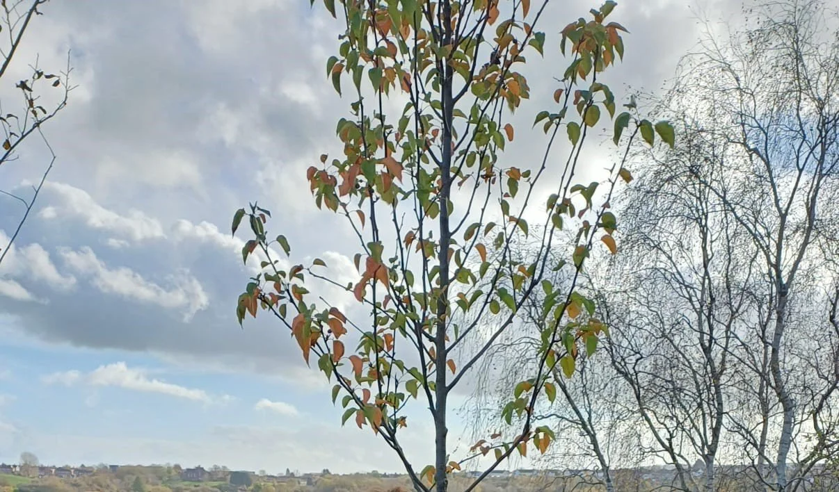 Bereavement Support Payment