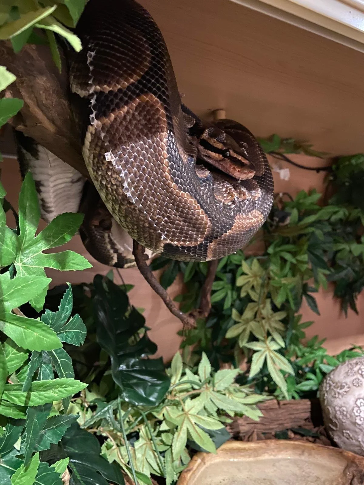Royal python in leafy vivarium
