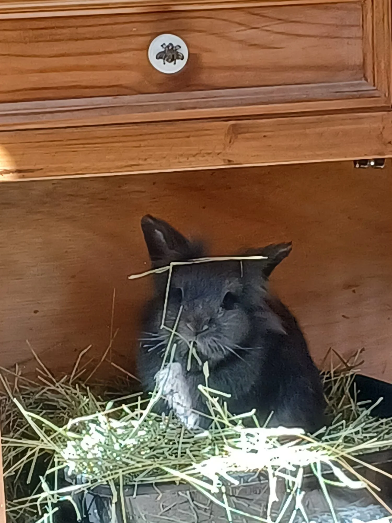 Dark grey lionhead rabbit nibbling hay under the dresser