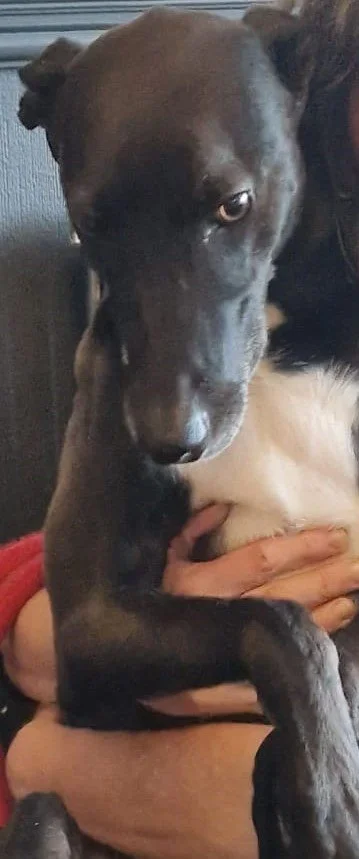 Cuddling a black lurcher with white bib