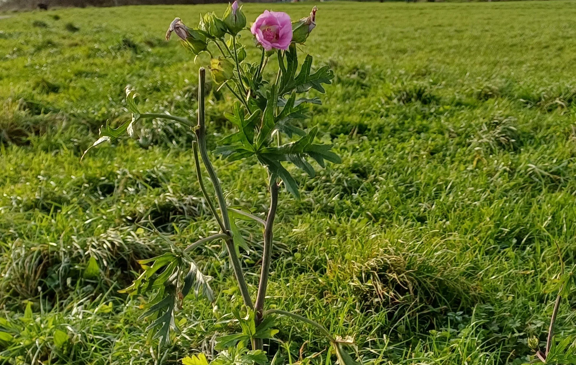 Pink wild rose blooming in grassy field
