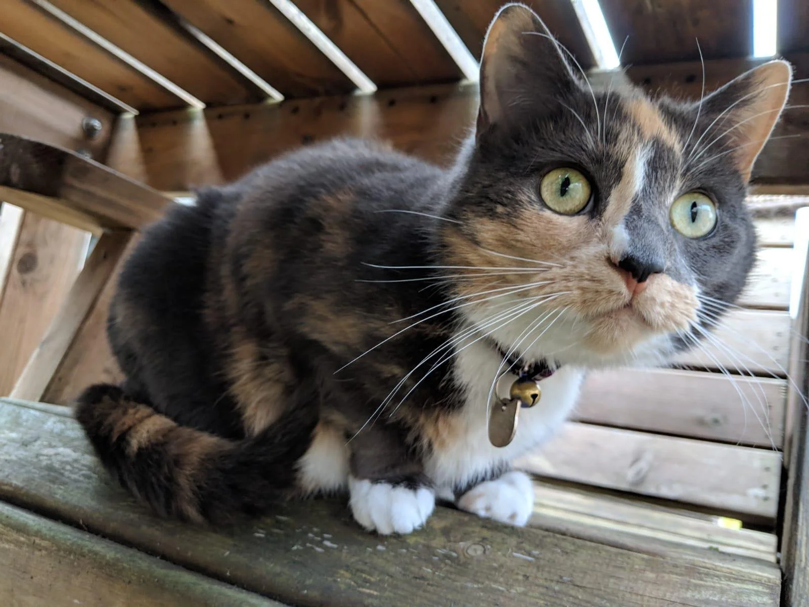 Tortoiseshell cat hiding on wooden steps