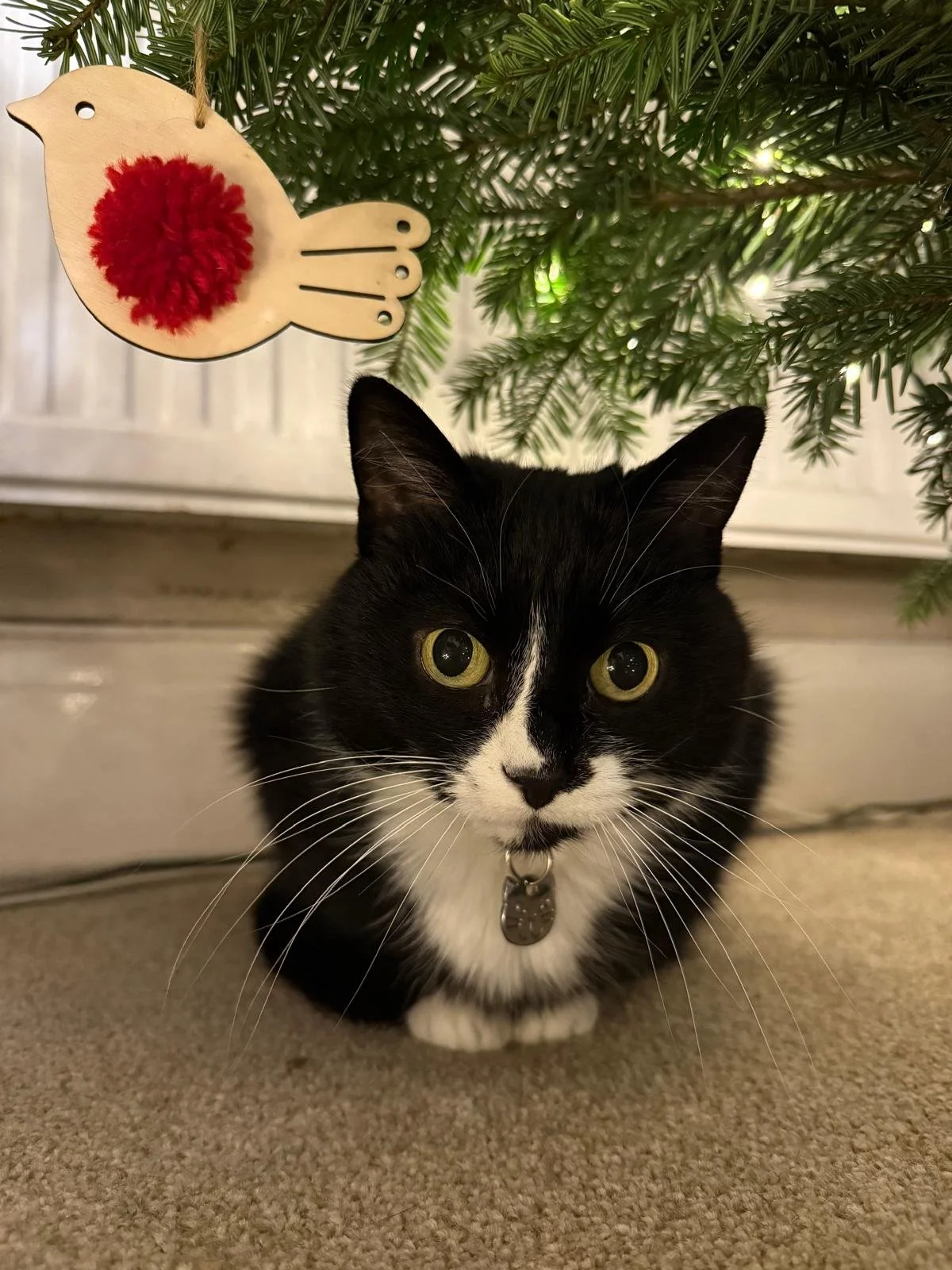 Black and white cat contemplating batting a robin Christmas tree decoration