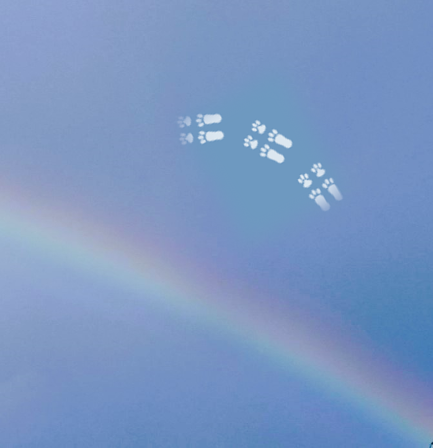 A section of rainbow on a blue-grey sky with white rabbit pawprints superimposed above.
