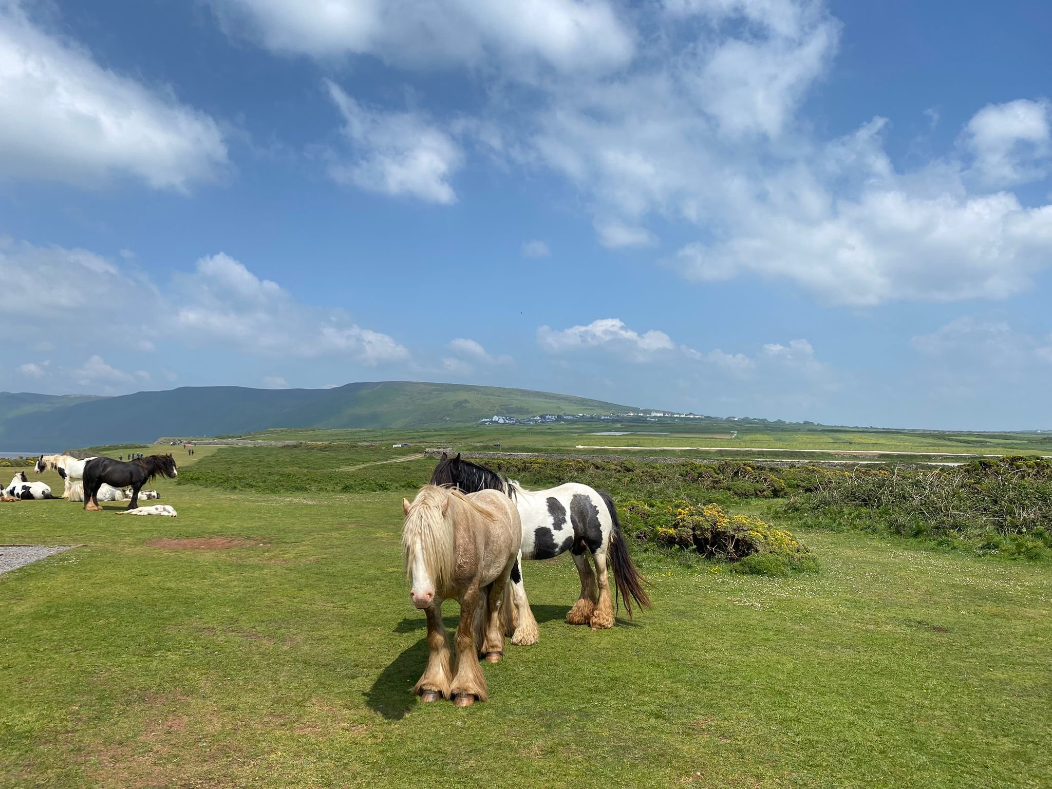Horses on common land under blue sky and fluffy clouds