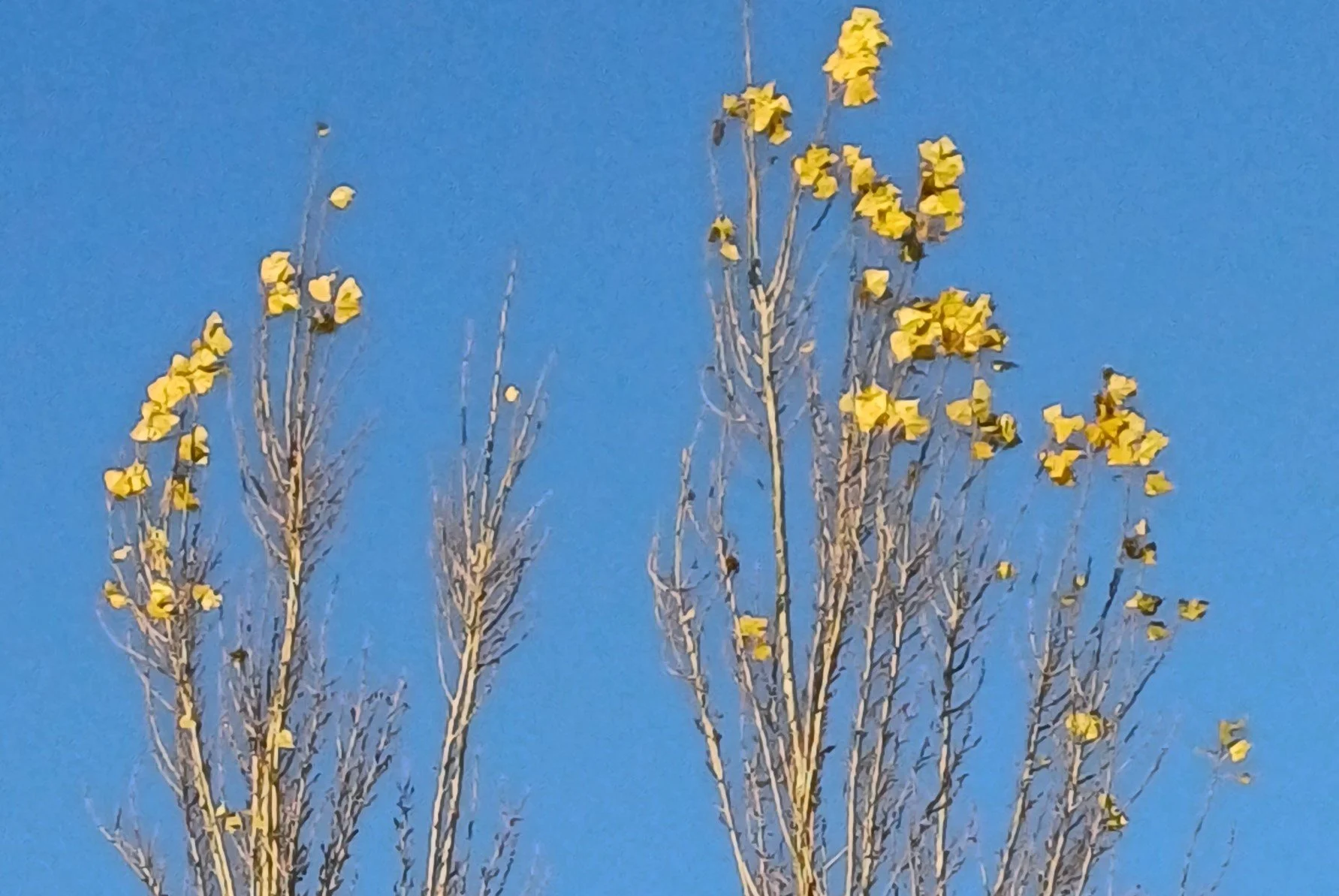 Tops of two tall trees with a few yellow leaves against a bright blue sky