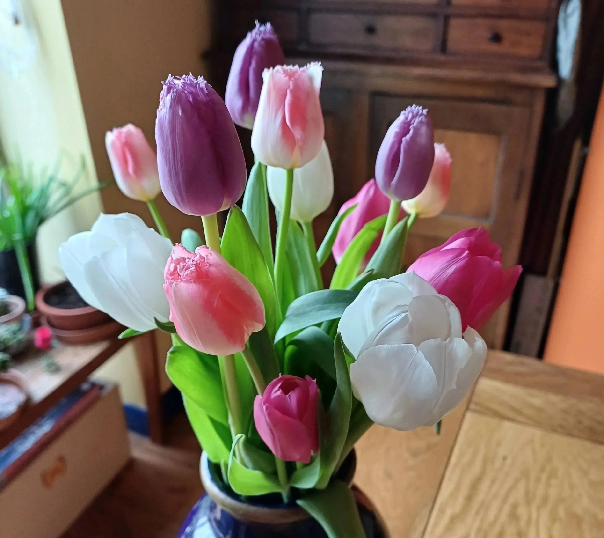 Vase of white, pink and purple tulips