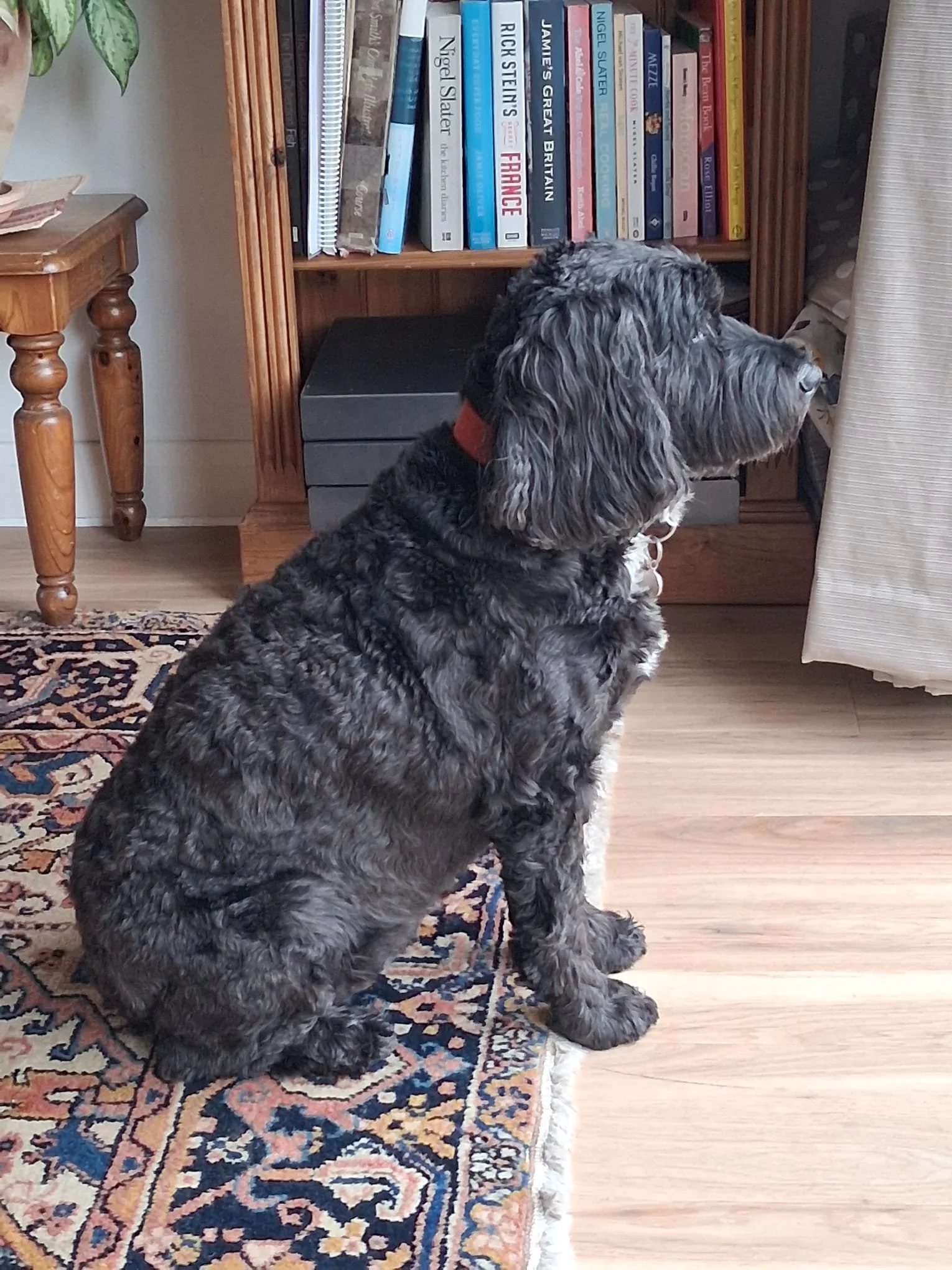 Side view of a black cockapoo sitting on rug by a bookcase