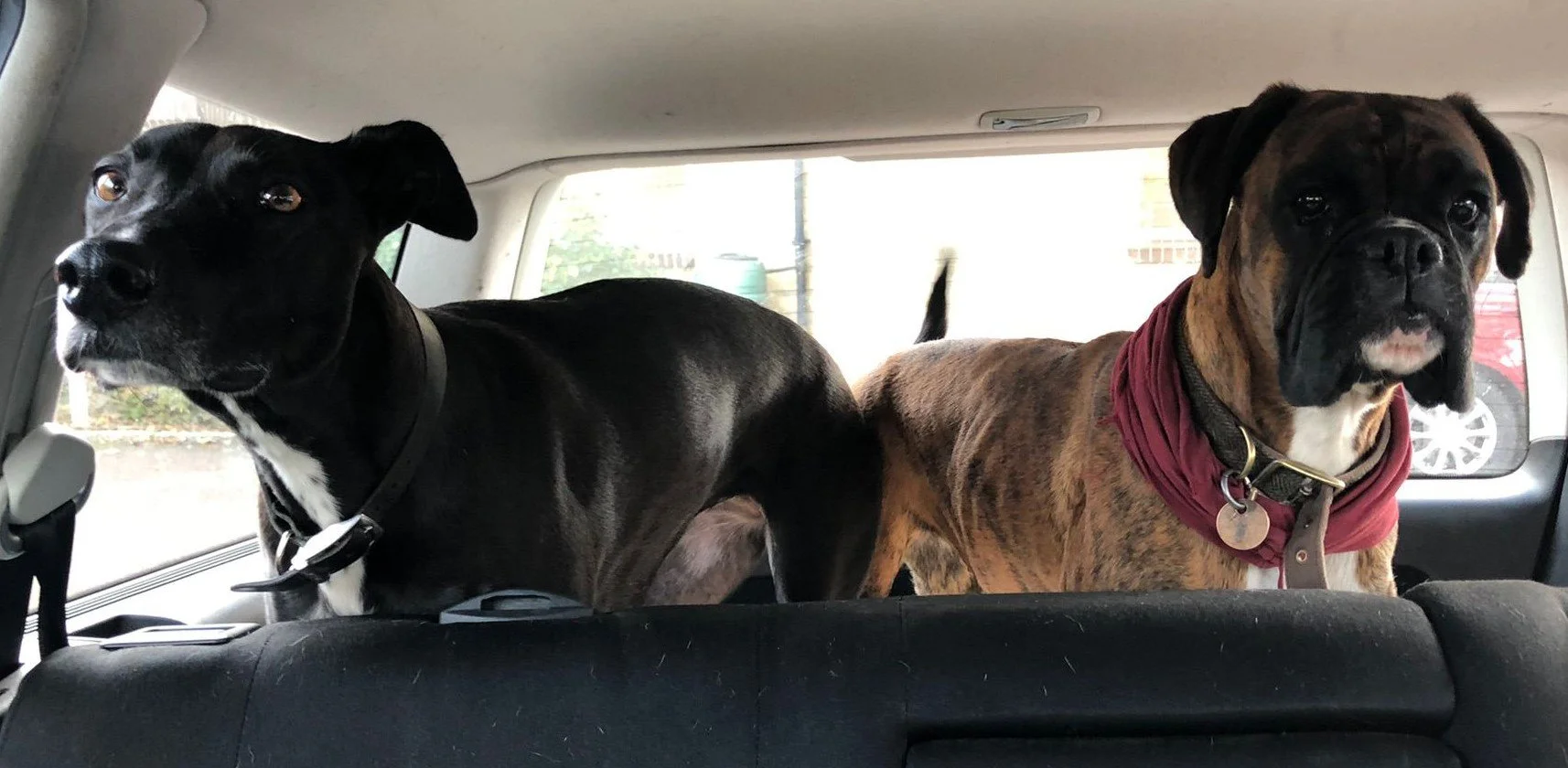 Black lurcher and boxer dog in car boot - wedding chariot!