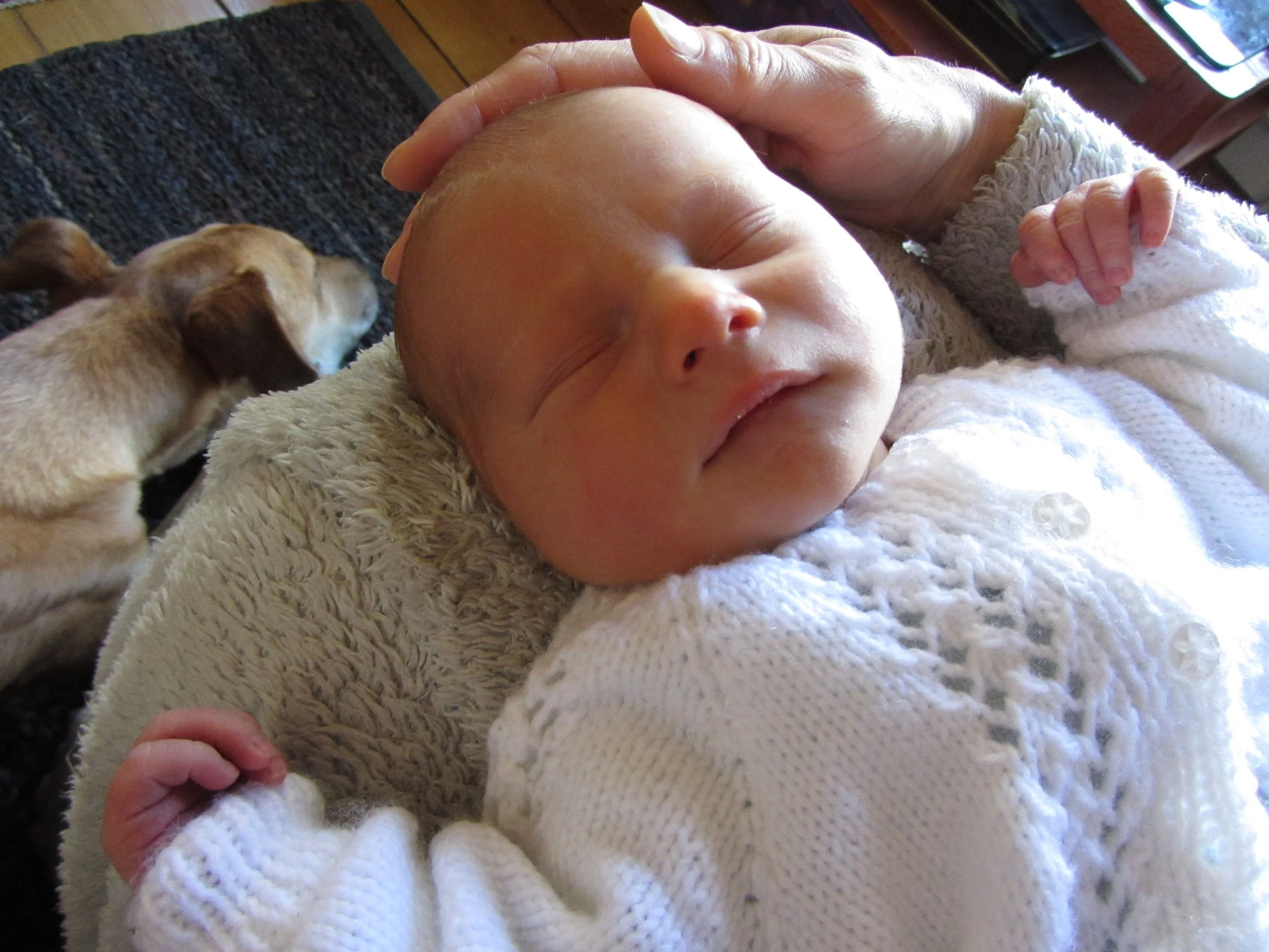 Newborn baby sleeping on someone's knee with dog sleeping in background.